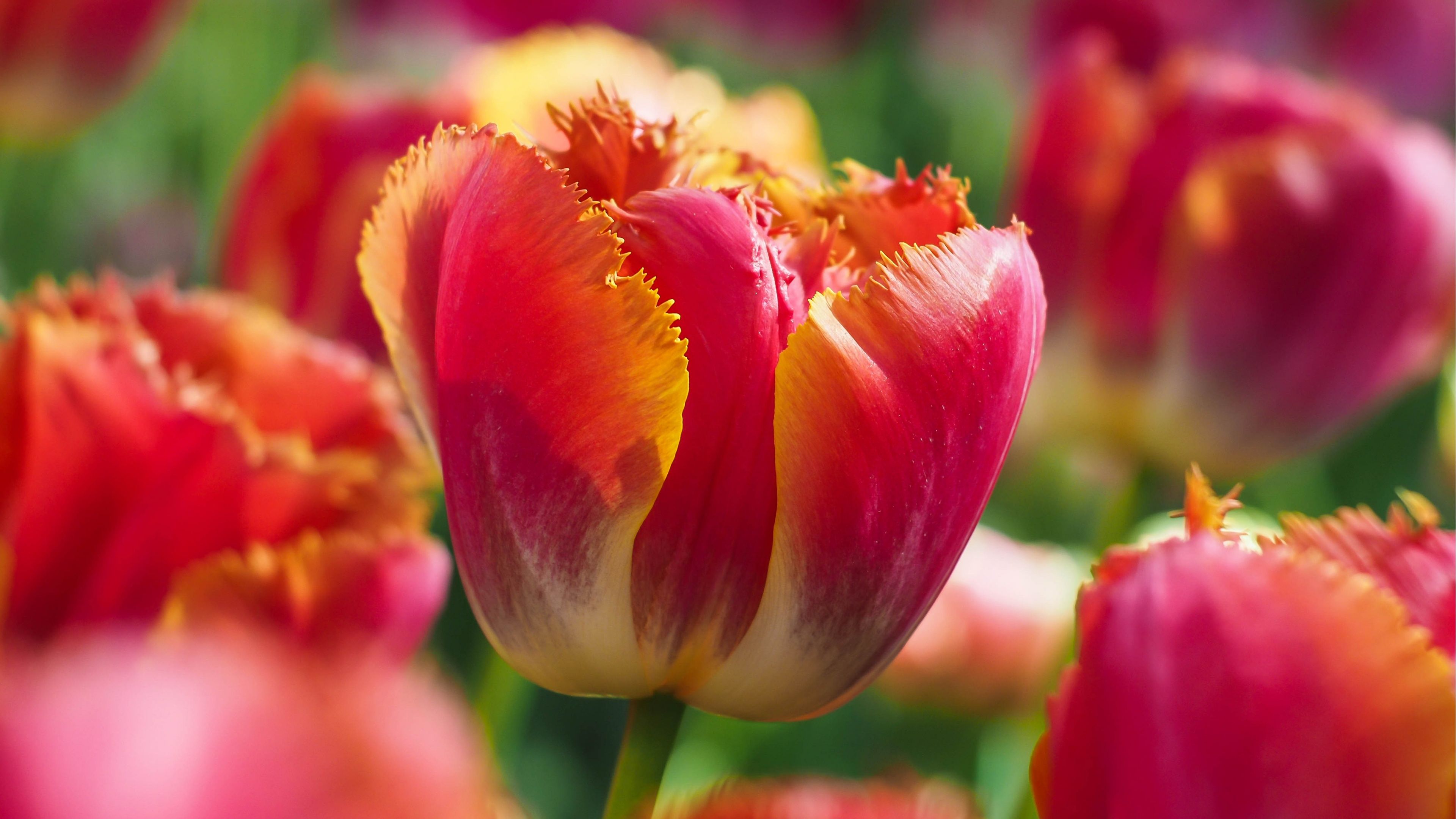 Tulipani rossi e gialli, 3840x2160 4K, Desktop 4K