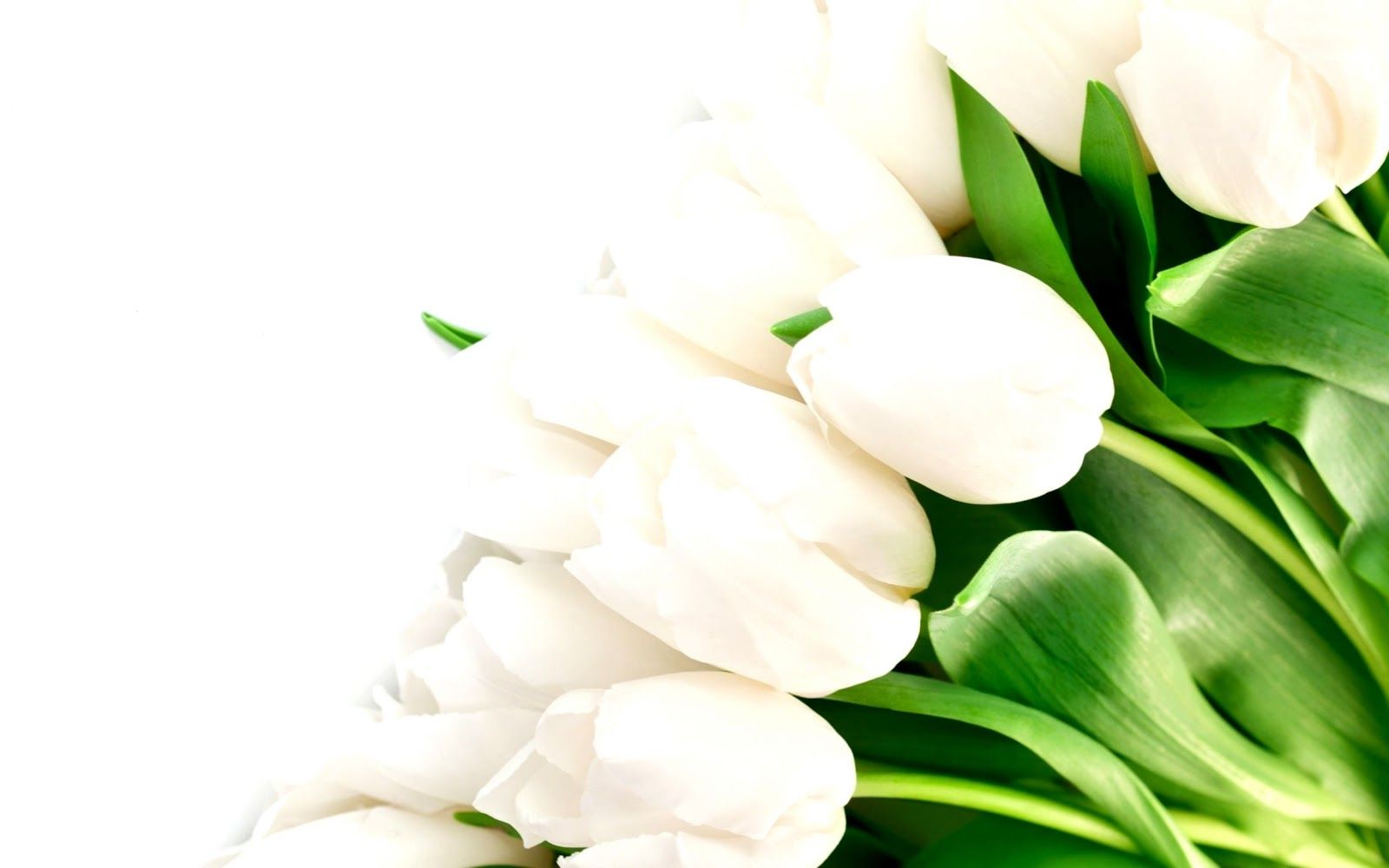 Tulipani bianchi con foglie verdi, 1600x1000 HD Ready, Laptop