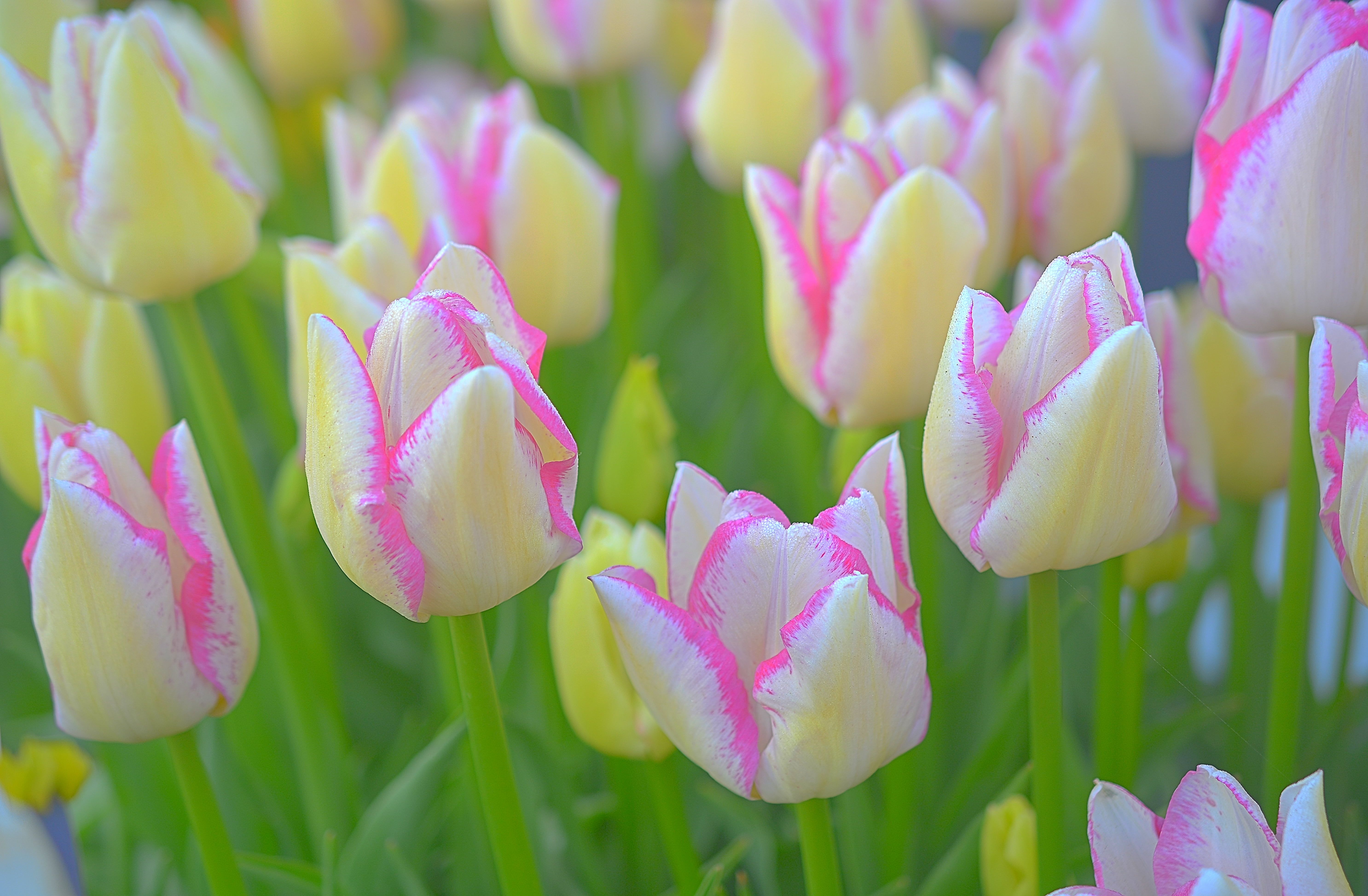 Tulipani rosa e gialli, 5944x3894 Ultra HD, 4K TV