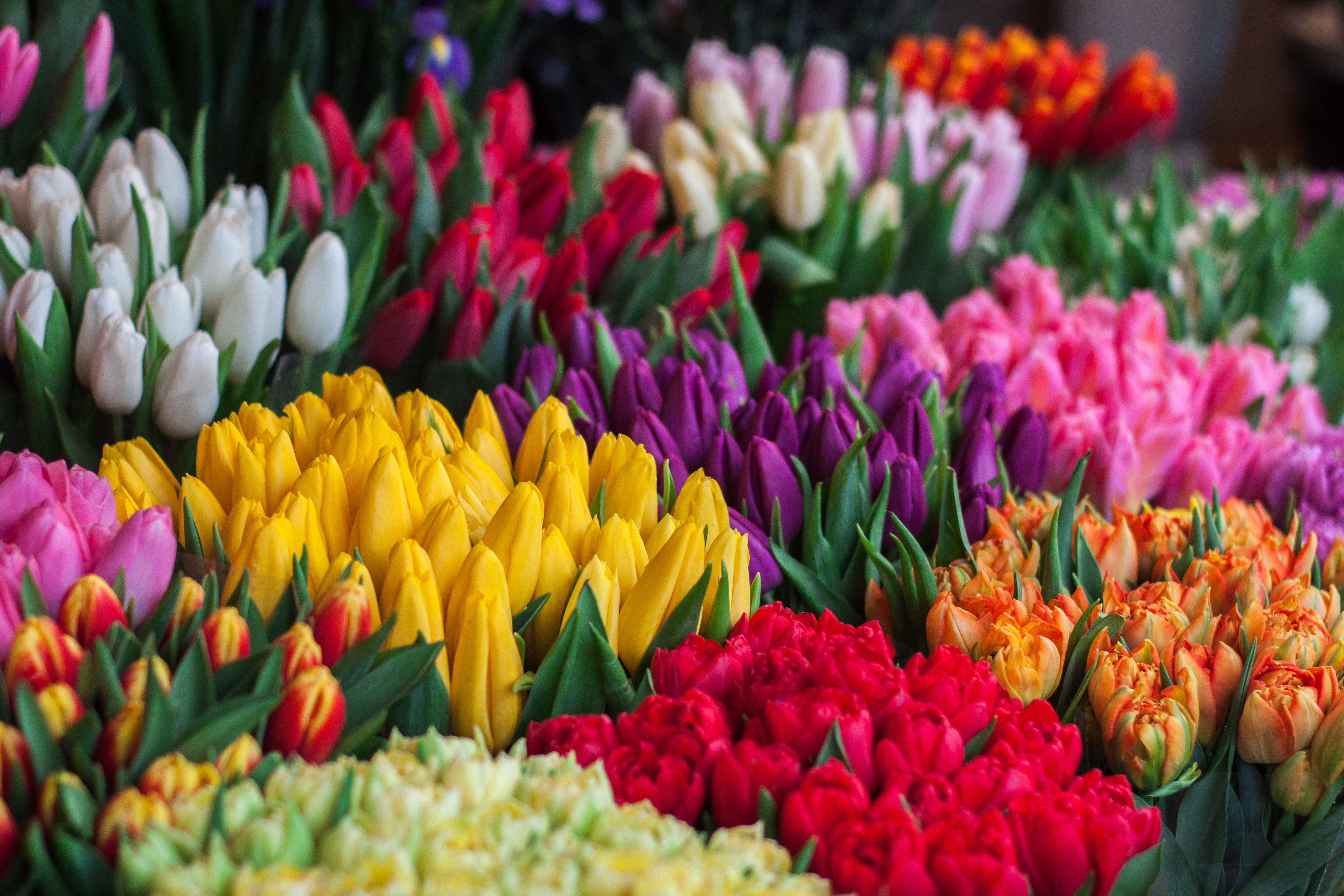 Tulipani colorati varie tonalità, 4752x3168 4K Ultra HD, Smart TV 4K
