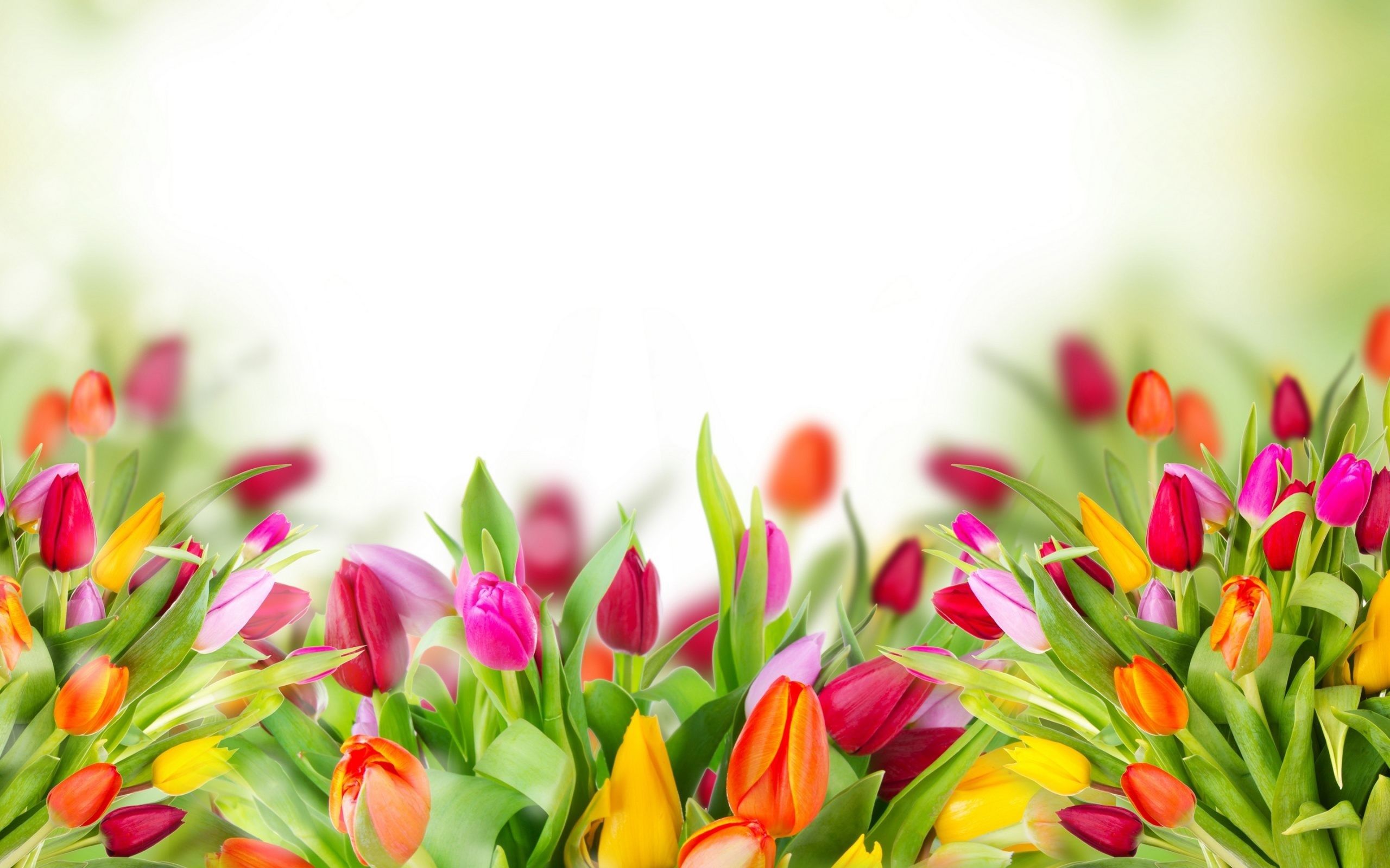 Tulipani colorati sfondo chiaro, 2560x1600 2K, MacBook Pro