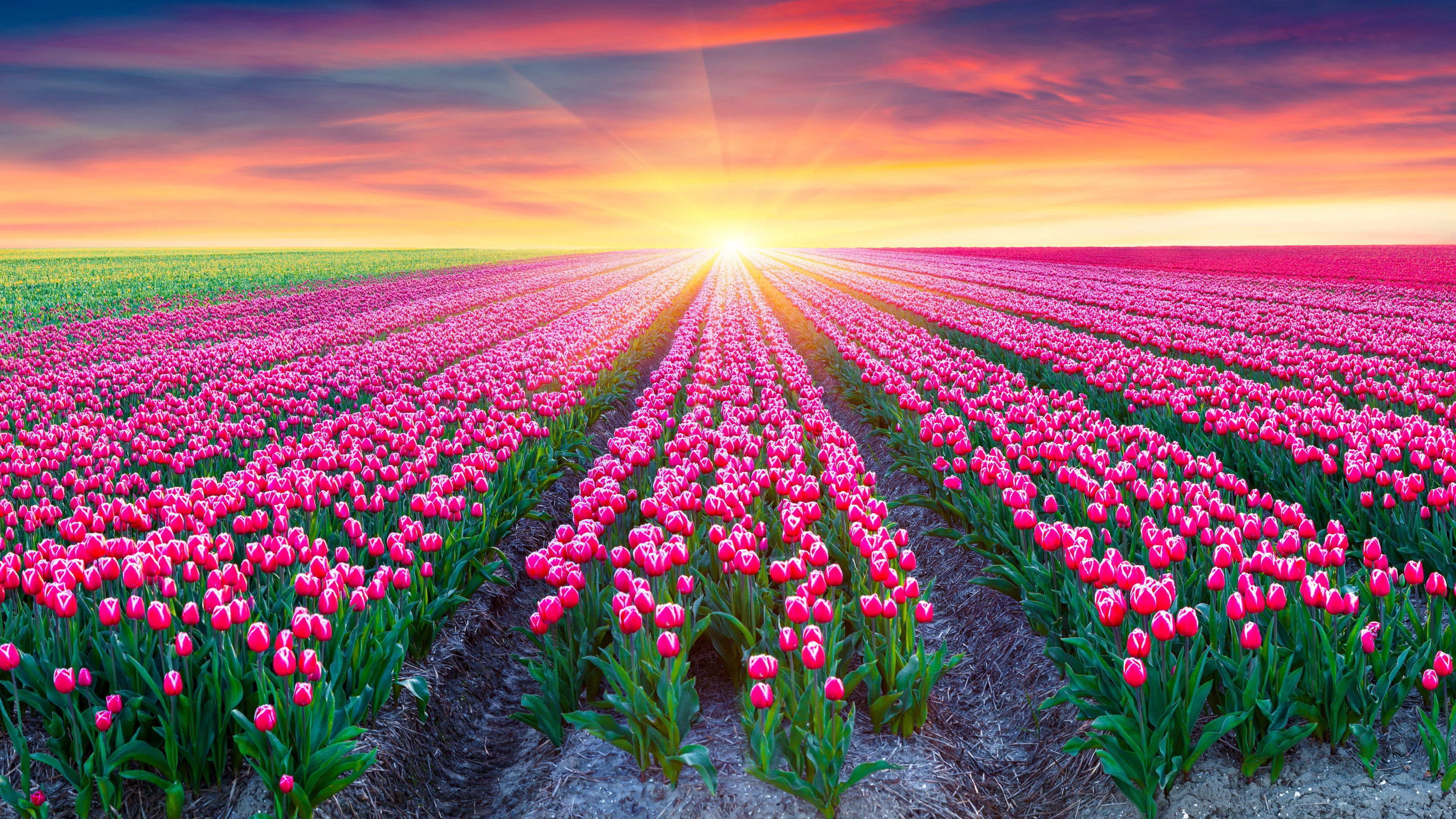 Campo di tulipani al tramonto, 3840x2160 UHD, PC 4K