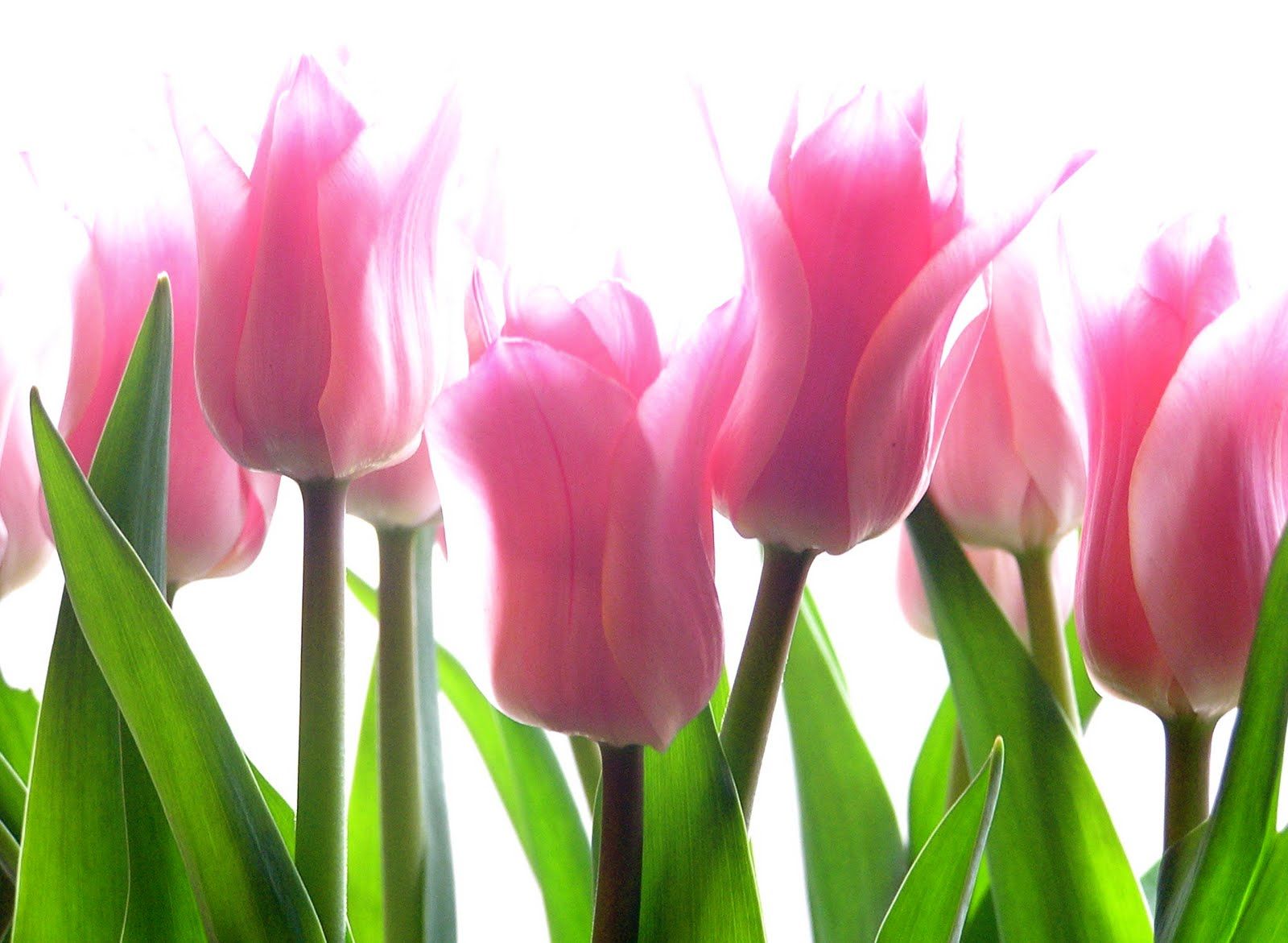 Tulipani rosa su bianco, 1600x1171 HD Ready, Desktop