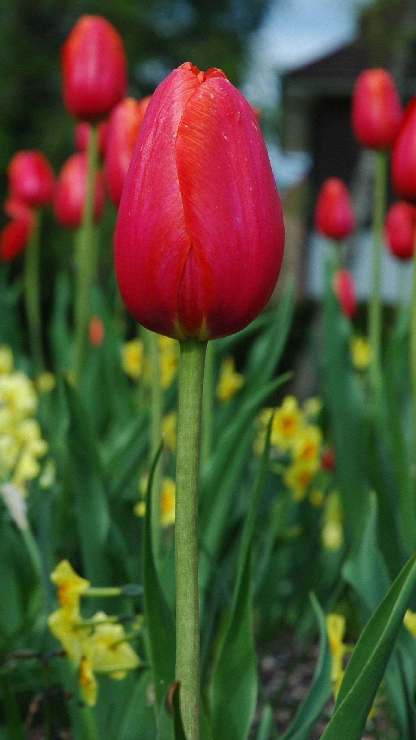Tulipano rosso in giardino, 1440x2560 Full HD Verticale, Smartphone