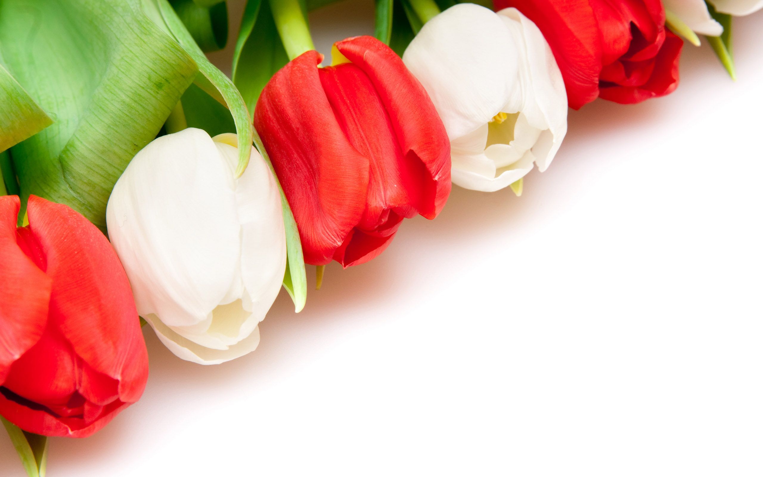 Tulipani rossi e bianchi, 2560x1600 2K+, PC