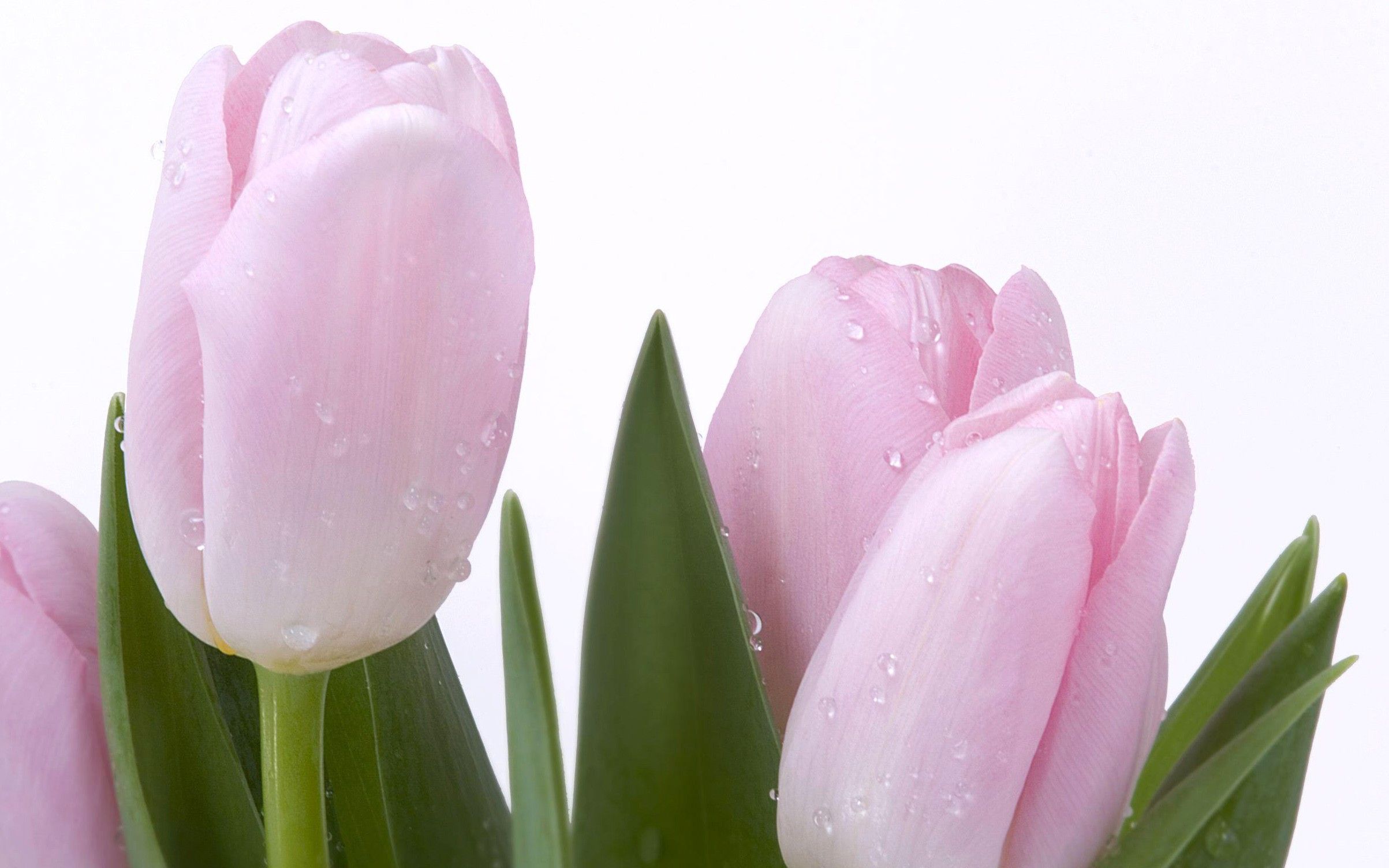 Tulipani rosa con gocce, 2406x1504 alta risoluzione, Desktop