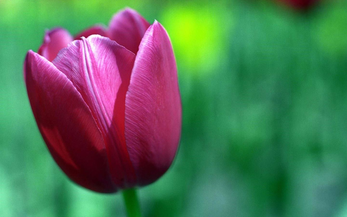 Tulipano rosa su verde, 1440x900 720p, MacBook Air