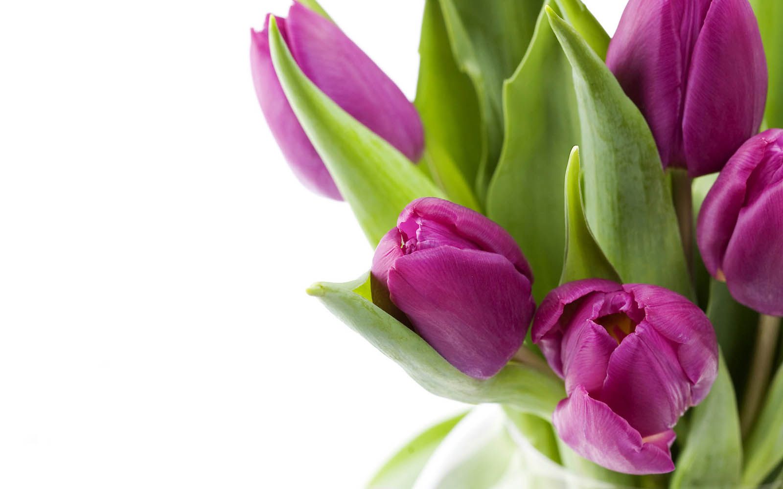 Tulipani viola su bianco, 1600x1000 HD, Lenovo Legion