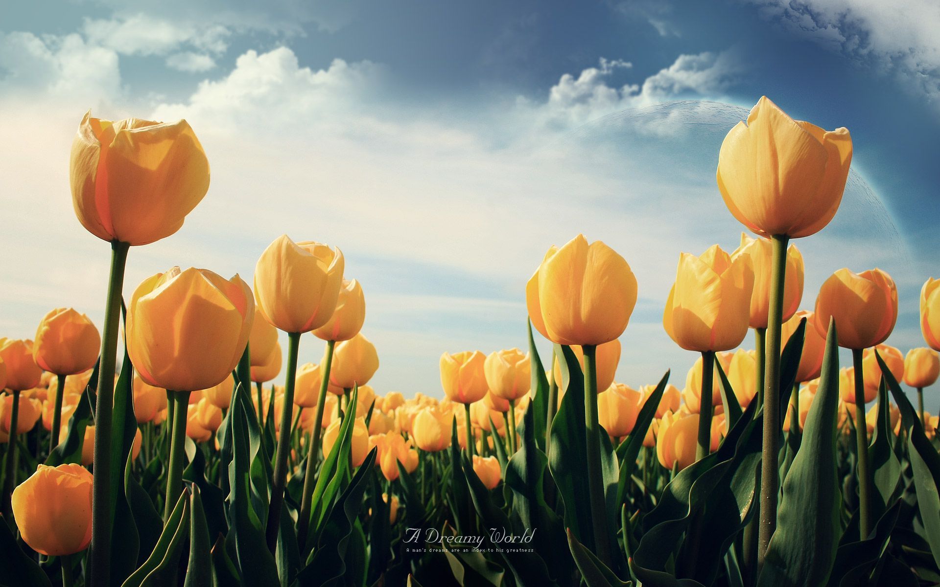 Campo di tulipani gialli, 1920x1200 Full HD+, Desktop