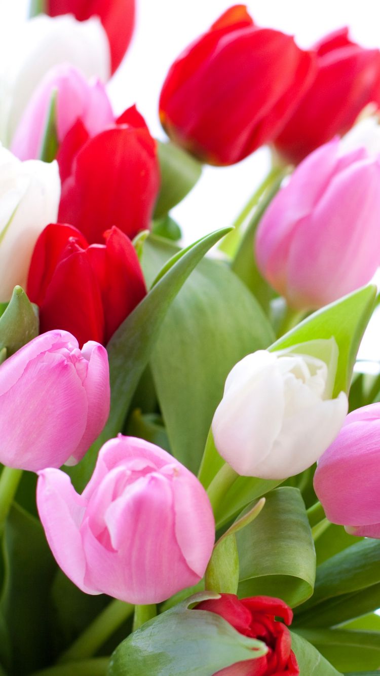 Tulipani rosa rossi bianchi, 750x1334 Full HD Verticale, Smartphone