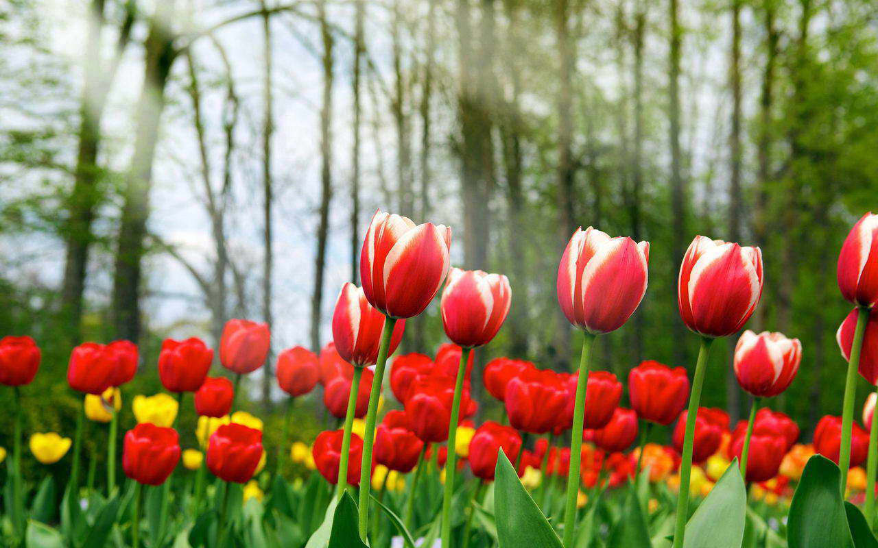 Tulipani rossi e gialli campo, 1280x800 720p, PC
