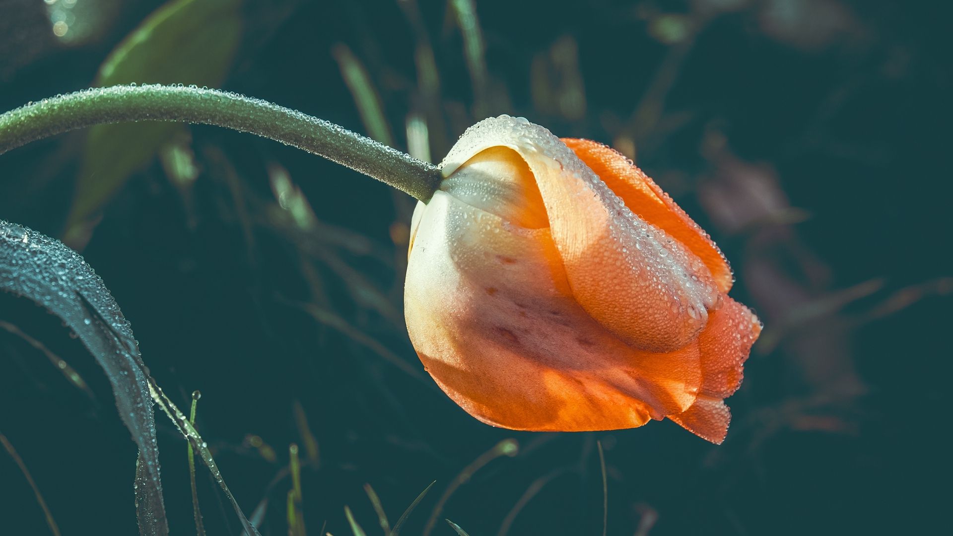 Tulipano arancione con gocce, 1920x1080 Full HD 1080p, Desktop