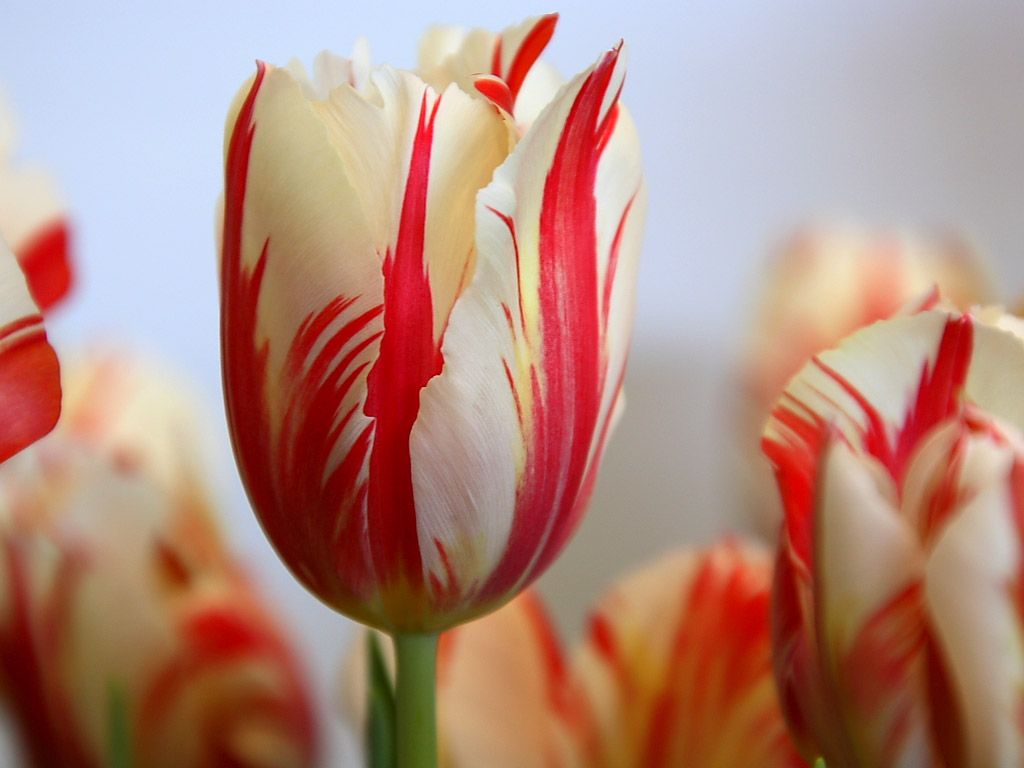 Tulipani bianchi e rossi striati, 1024x768 HD, PC