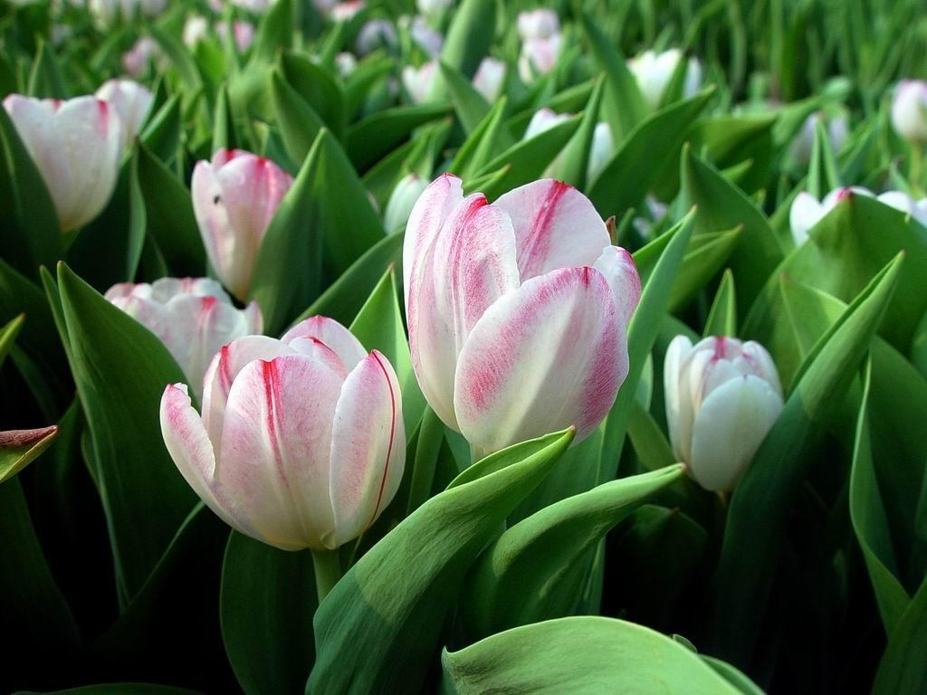 Tulipani bianchi e rosa, 1024x768 HD, PC Desktop