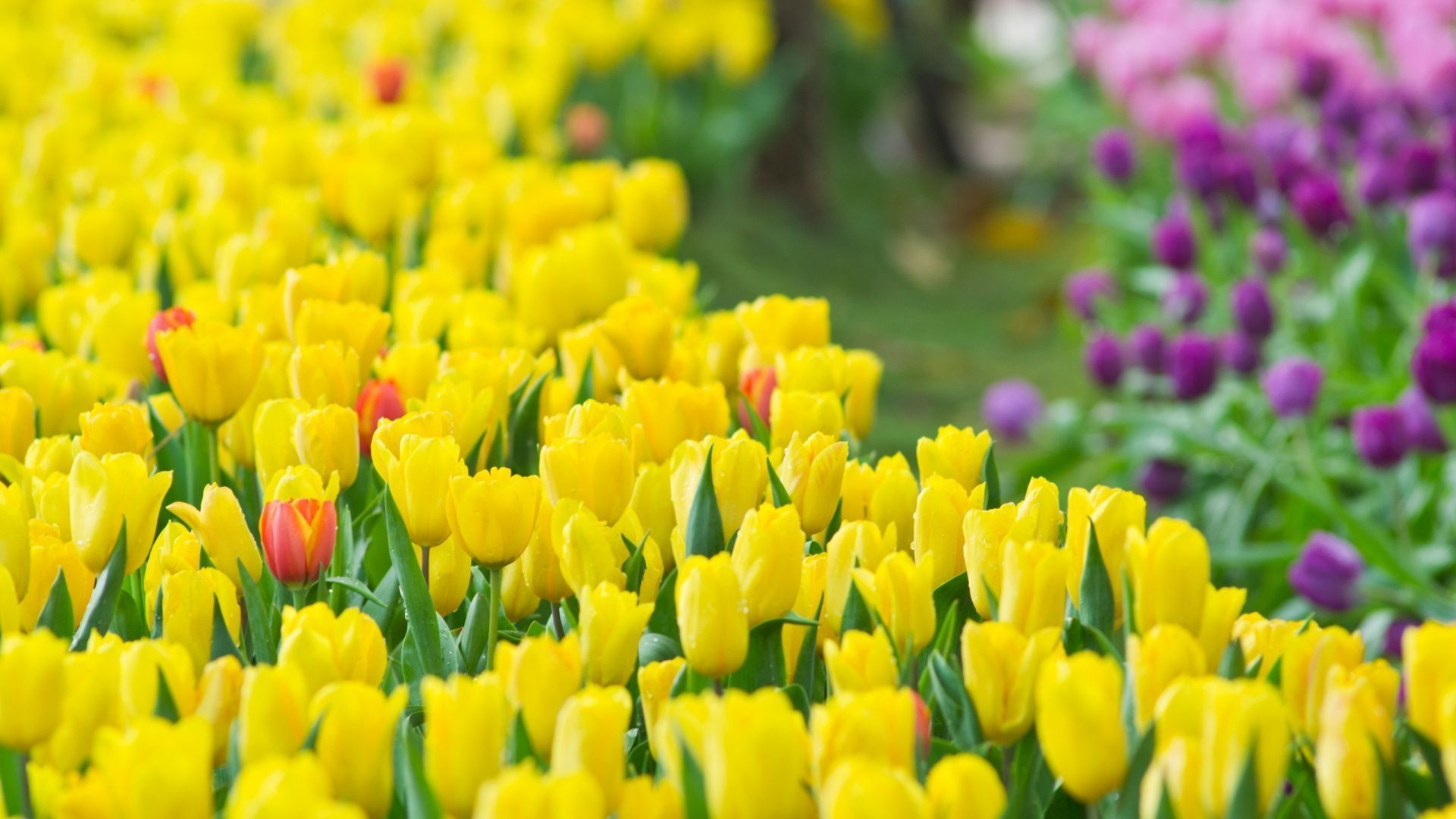 Campo di tulipani gialli, 1920x1080 Full HD 1080p, Laptop