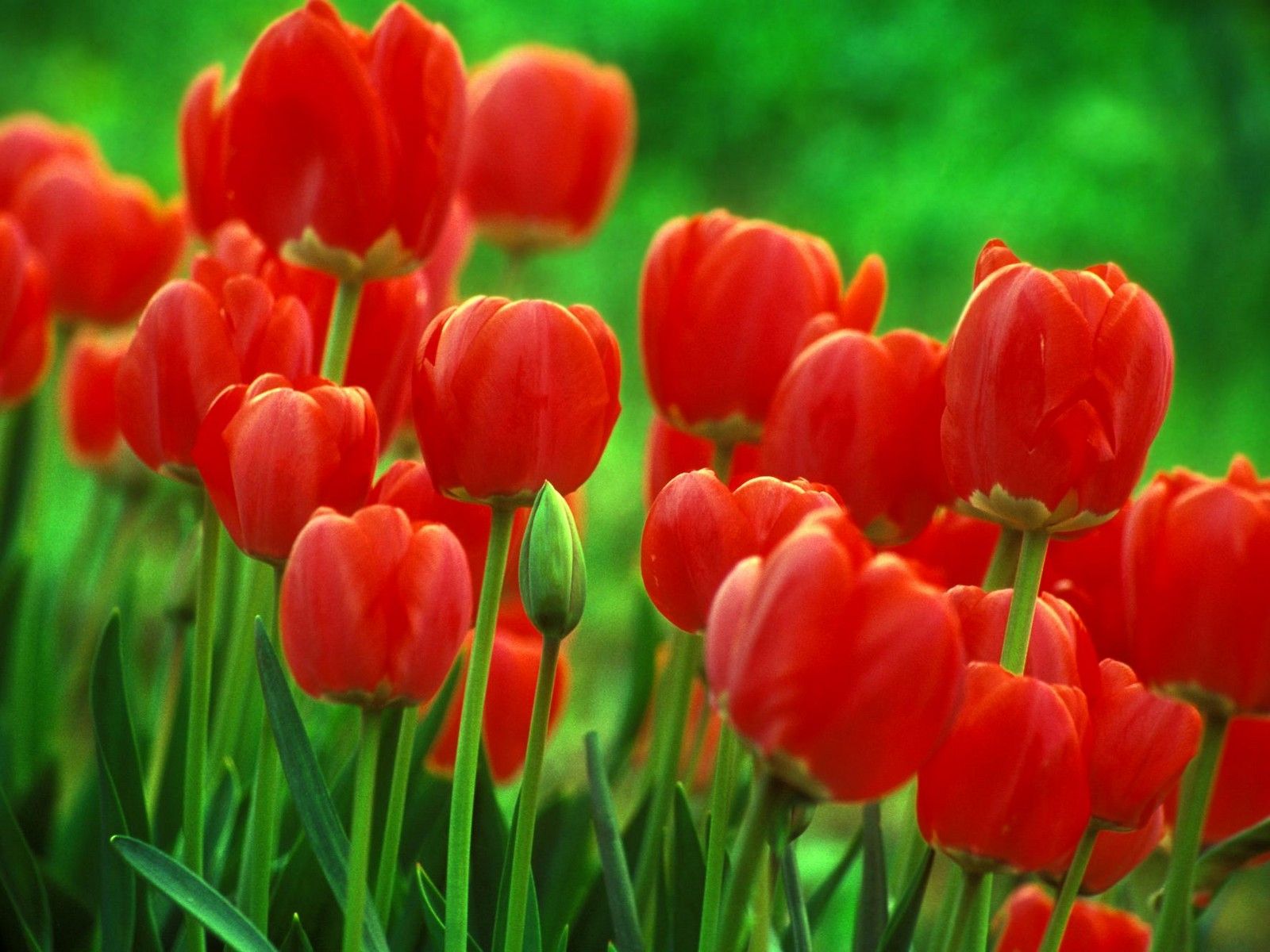 Tulipani rossi campo verde, 1600x1200 HD Ready, Desktop