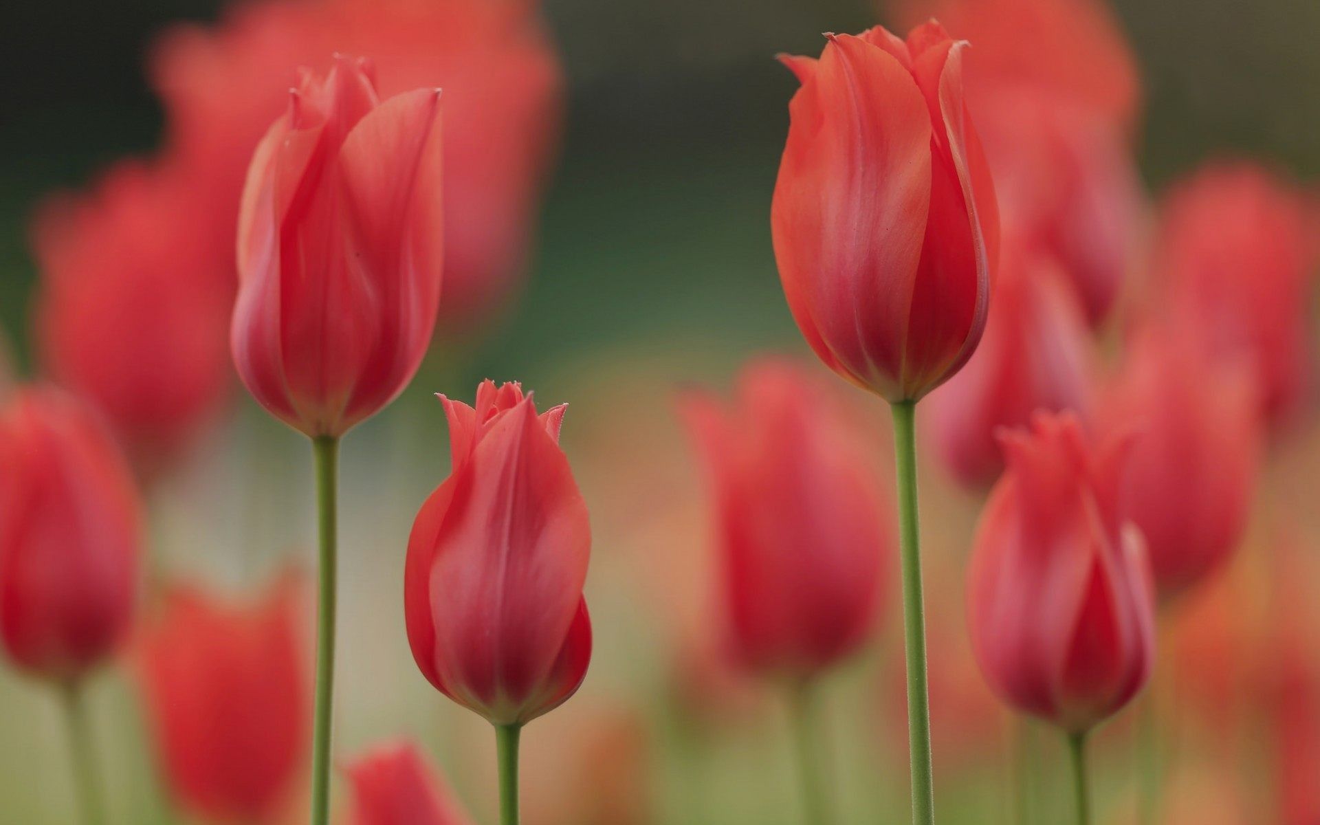Tulipani rossi in campo, 1920x1200 WUXGA, Desktop