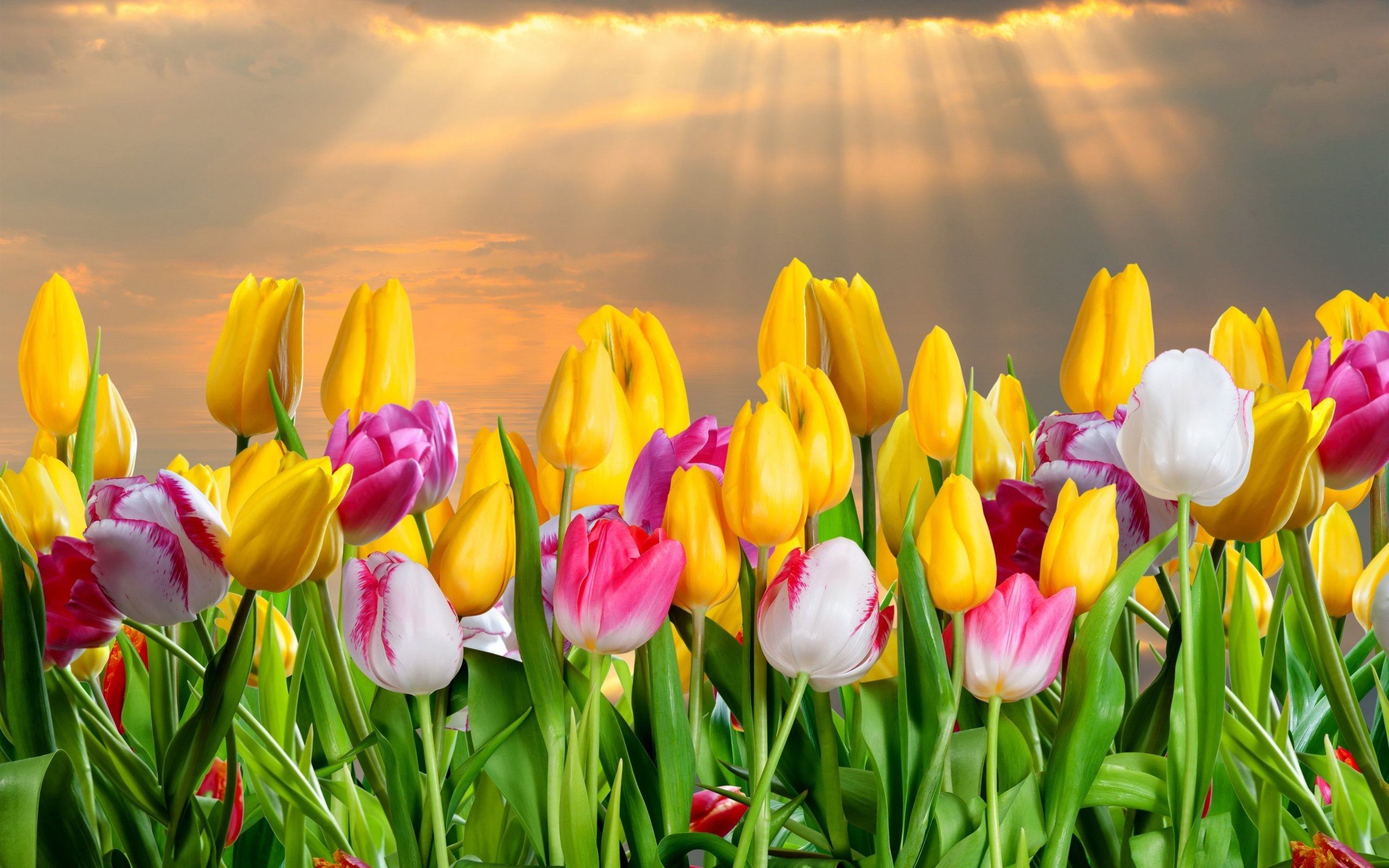 Campo di tulipani colorati, 2560x1600 2K+, Desktop