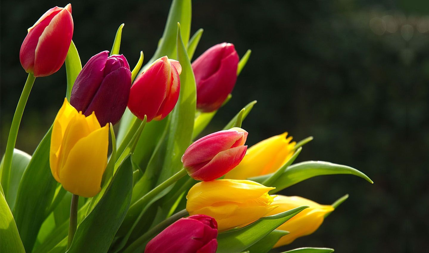 Tulipani rossi gialli viola, 1440x852 720p, Laptop