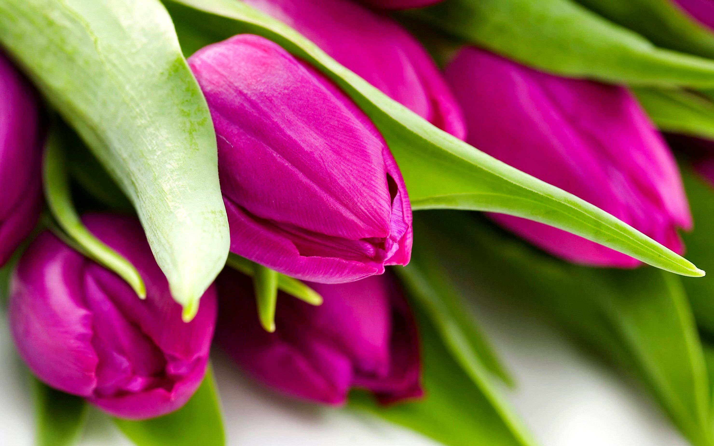Tulipani rosa fucsia con foglie verdi, 2960x1850 2K+, Laptop