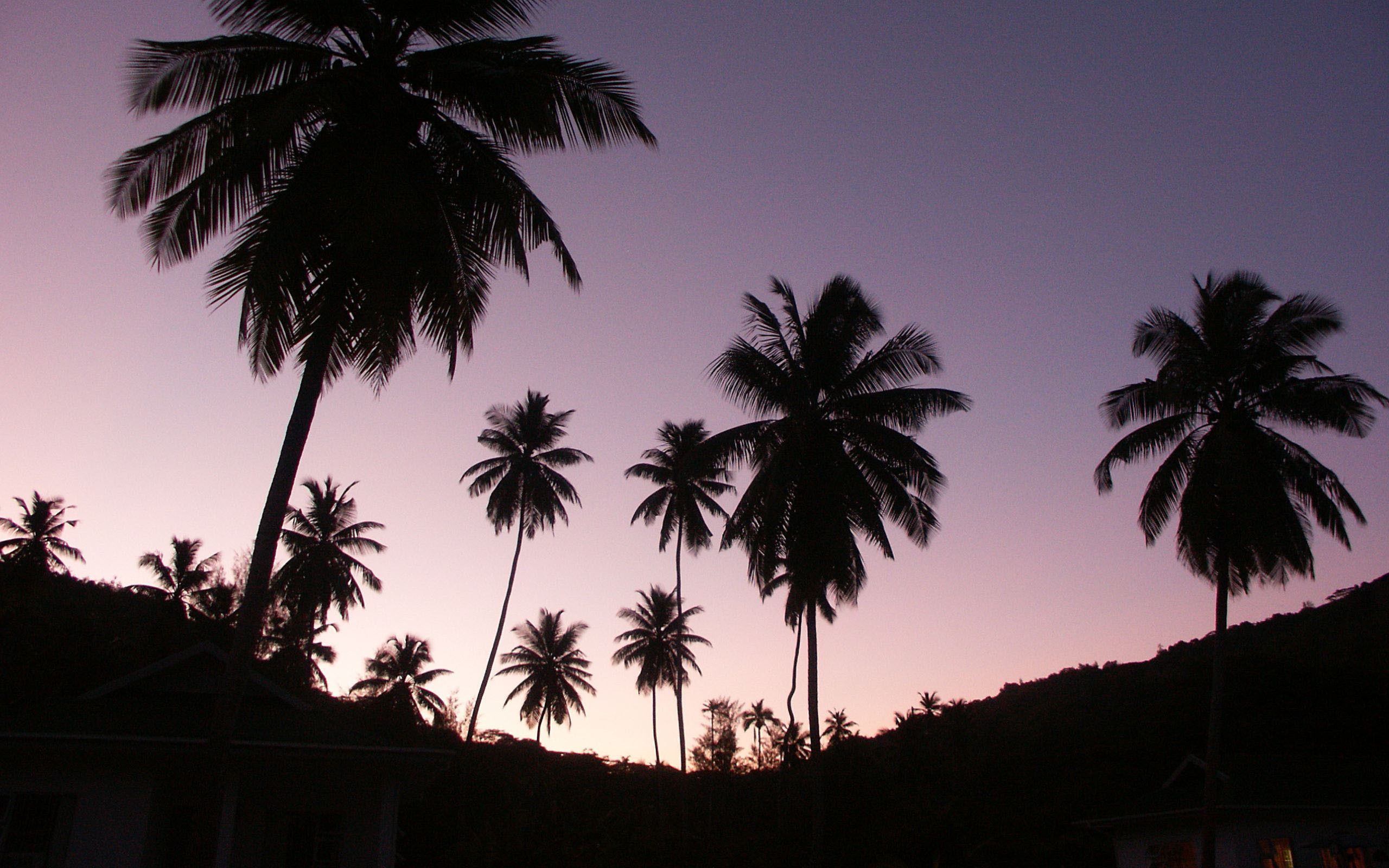 Palme silhouette al tramonto, 2560x1600 WQXGA, PC Desktop