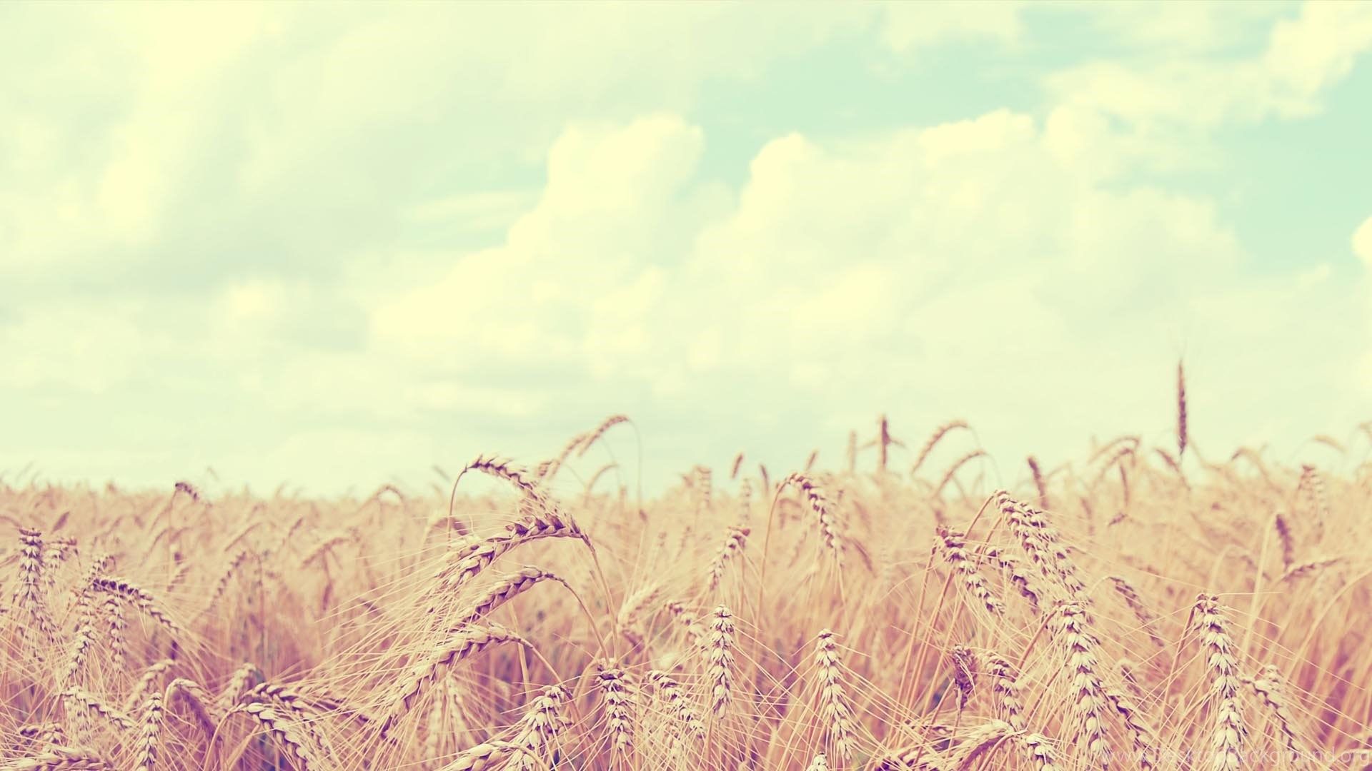Campo di grano dorato, 1920x1080 Full HD, PC