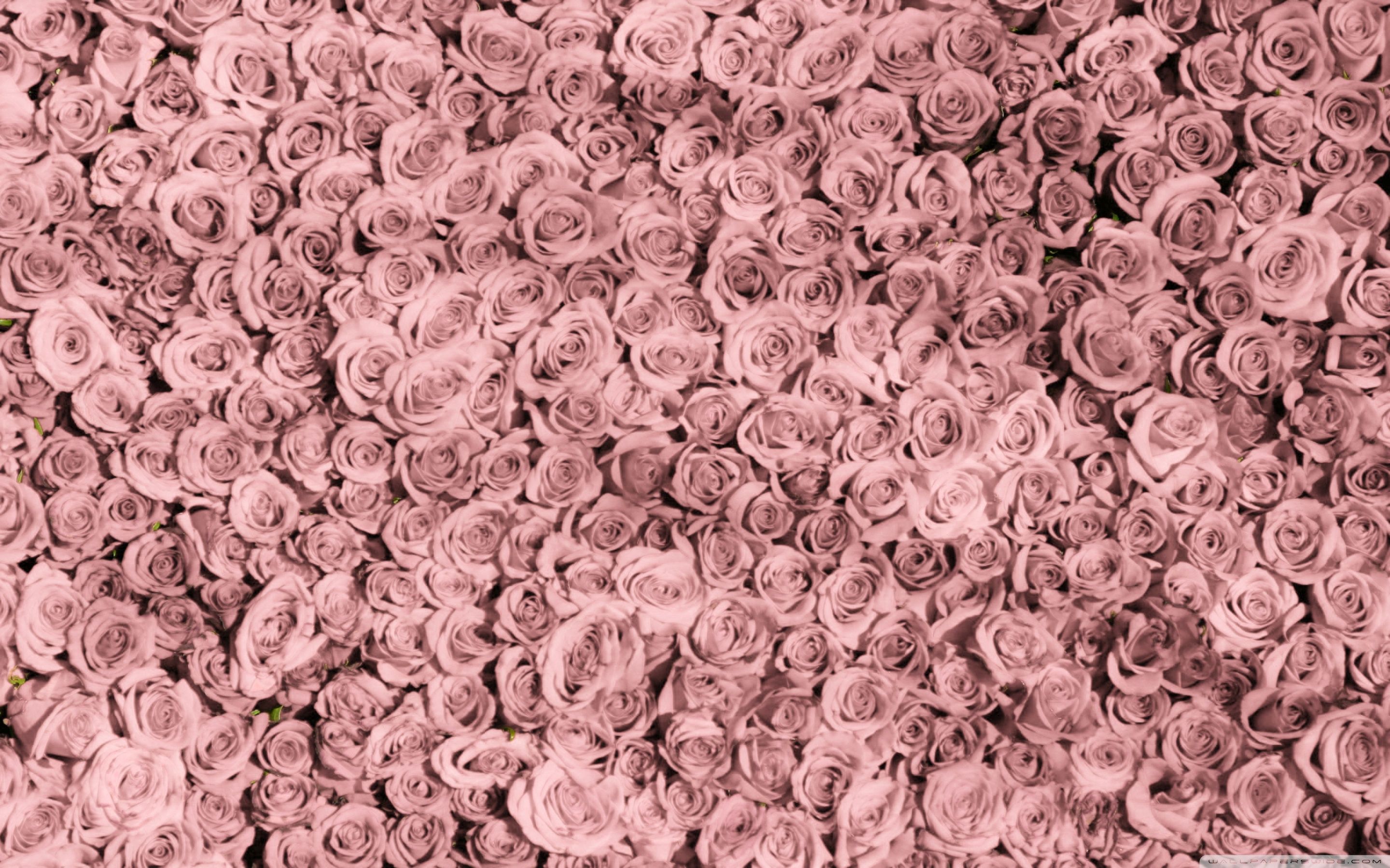 Rose rosa pallido a mosaico, 2880x1800 2K+, Desktop