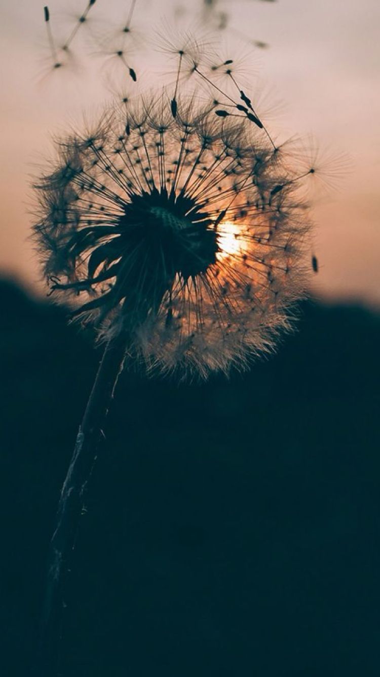 Soffione al tramonto, 750x1334 Full HD Verticale, iPhone