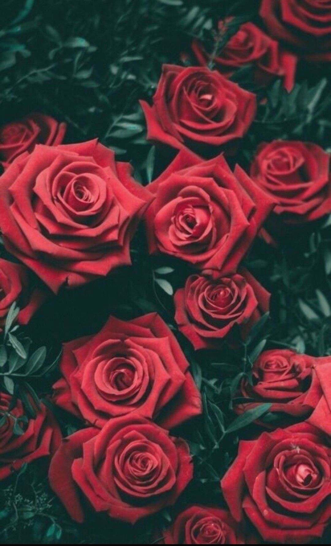 Rose rosse tra foglie verdi, 1080x1782 Full HD Verticale, Google Pixel