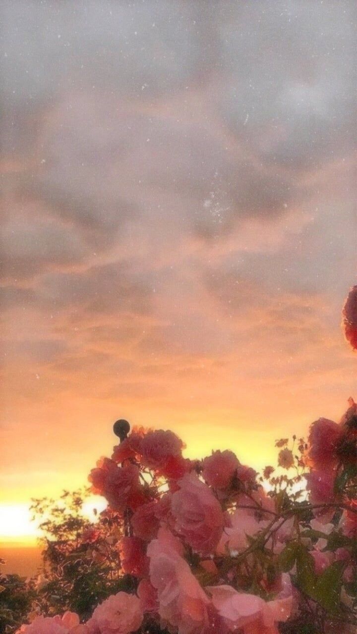 Fiori rosa al tramonto, 720x1280 Full HD Verticale, Realme