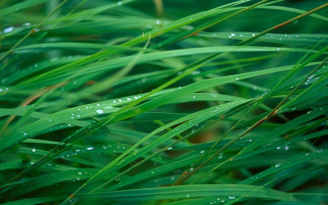 Erba verde con gocce d'acqua, 1140x712 HD, Desktop