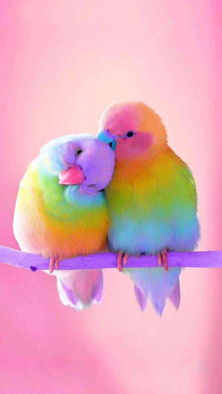 Pappagalli colorati arcobaleno, 736x1308 Full HD Verticale, Smartphone