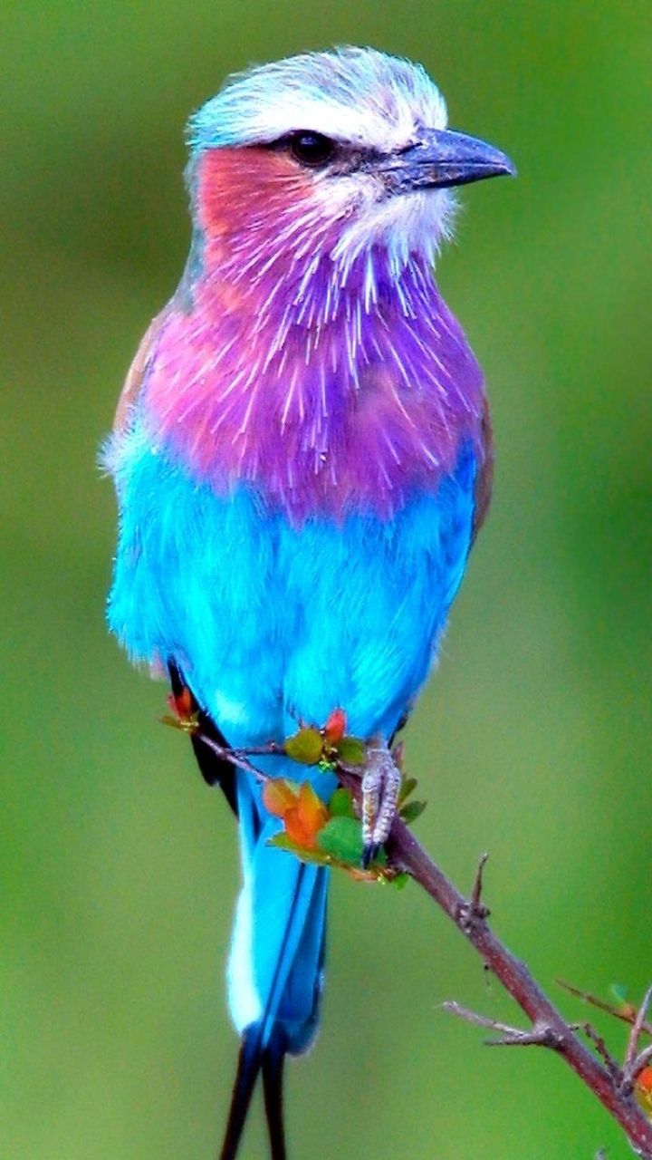Ghiandaia colorata su ramo, 720x1280 Verticale, Telefono
