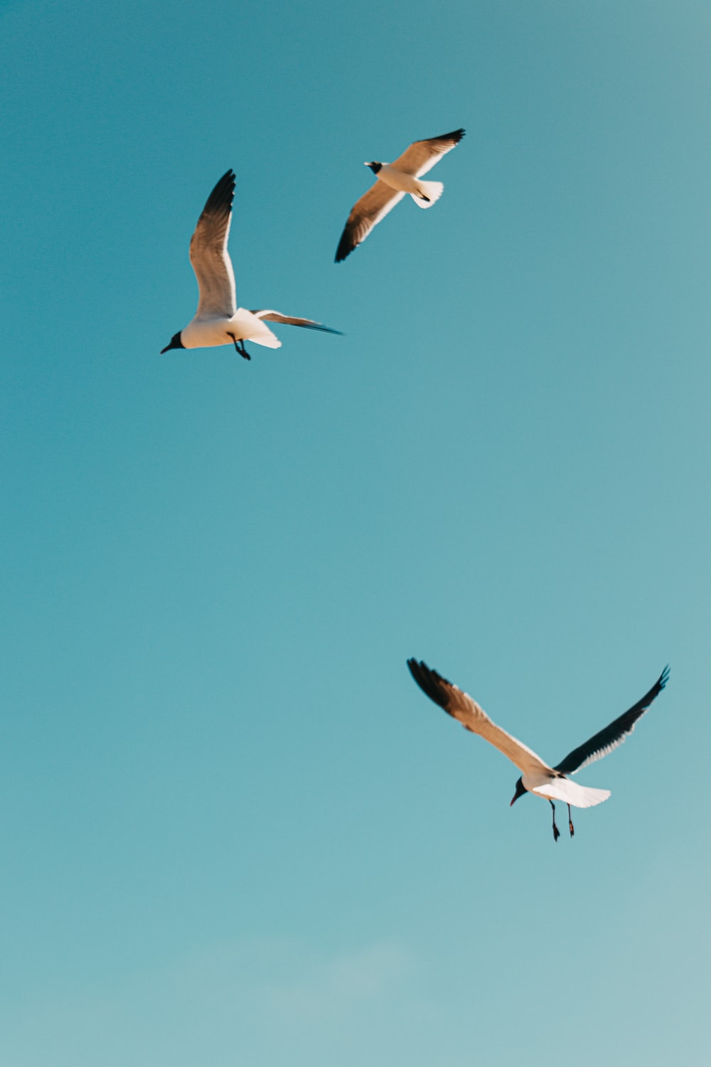 Gabbiani in volo cielo azzurro, 1000x1500 Verticale, Mobile