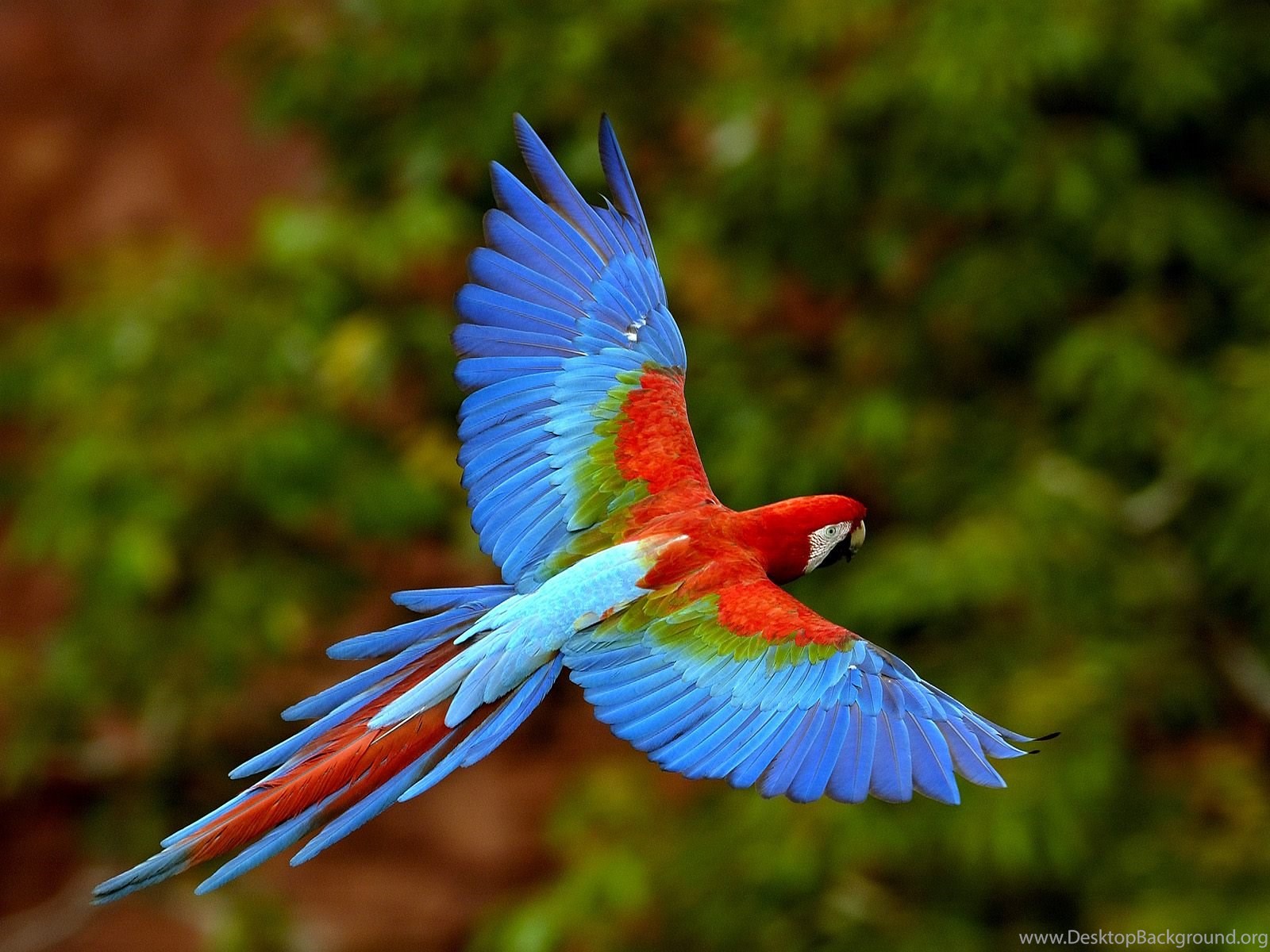 Ara rosso in volo, 1600x1200 HD, Desktop