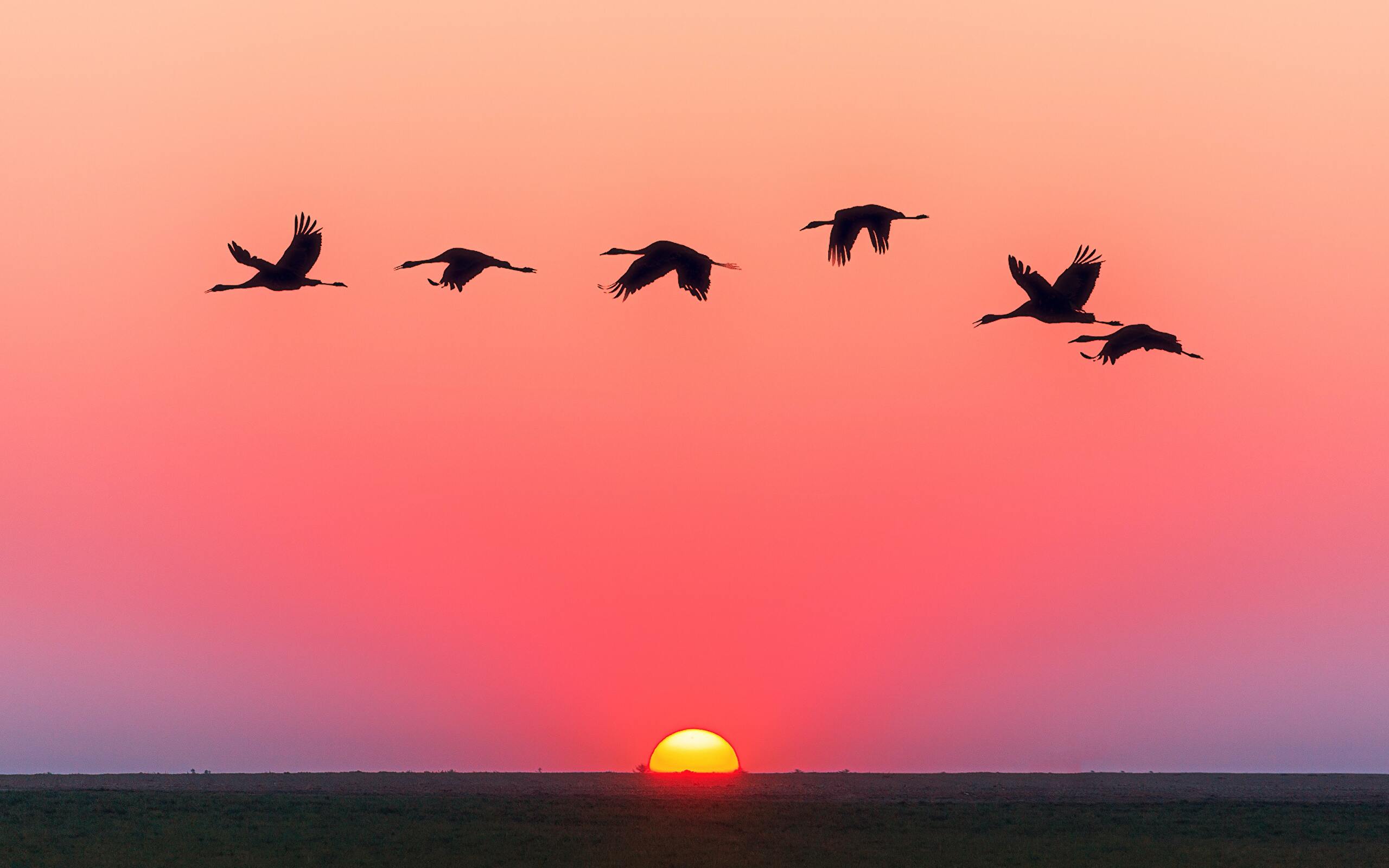 Uccelli in volo al tramonto, 2560x1600 2K, Laptop