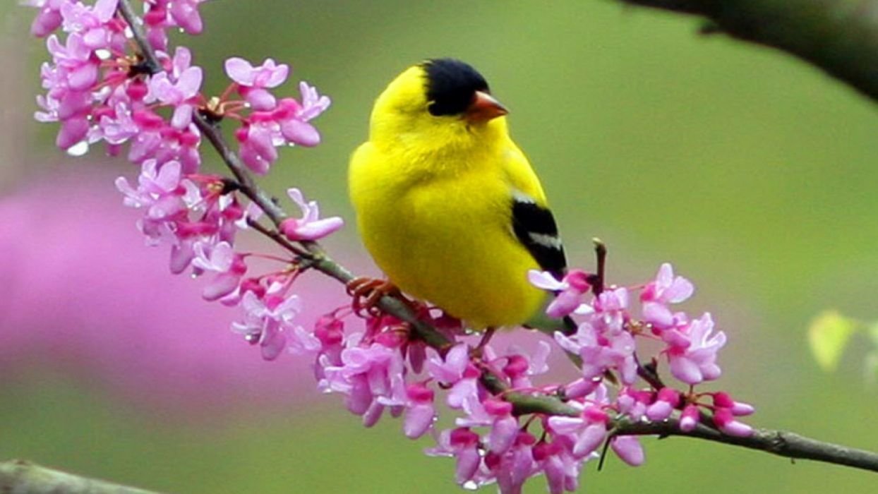 Cardellino giallo su ramo fiorito, 1244x700 HD, Desktop