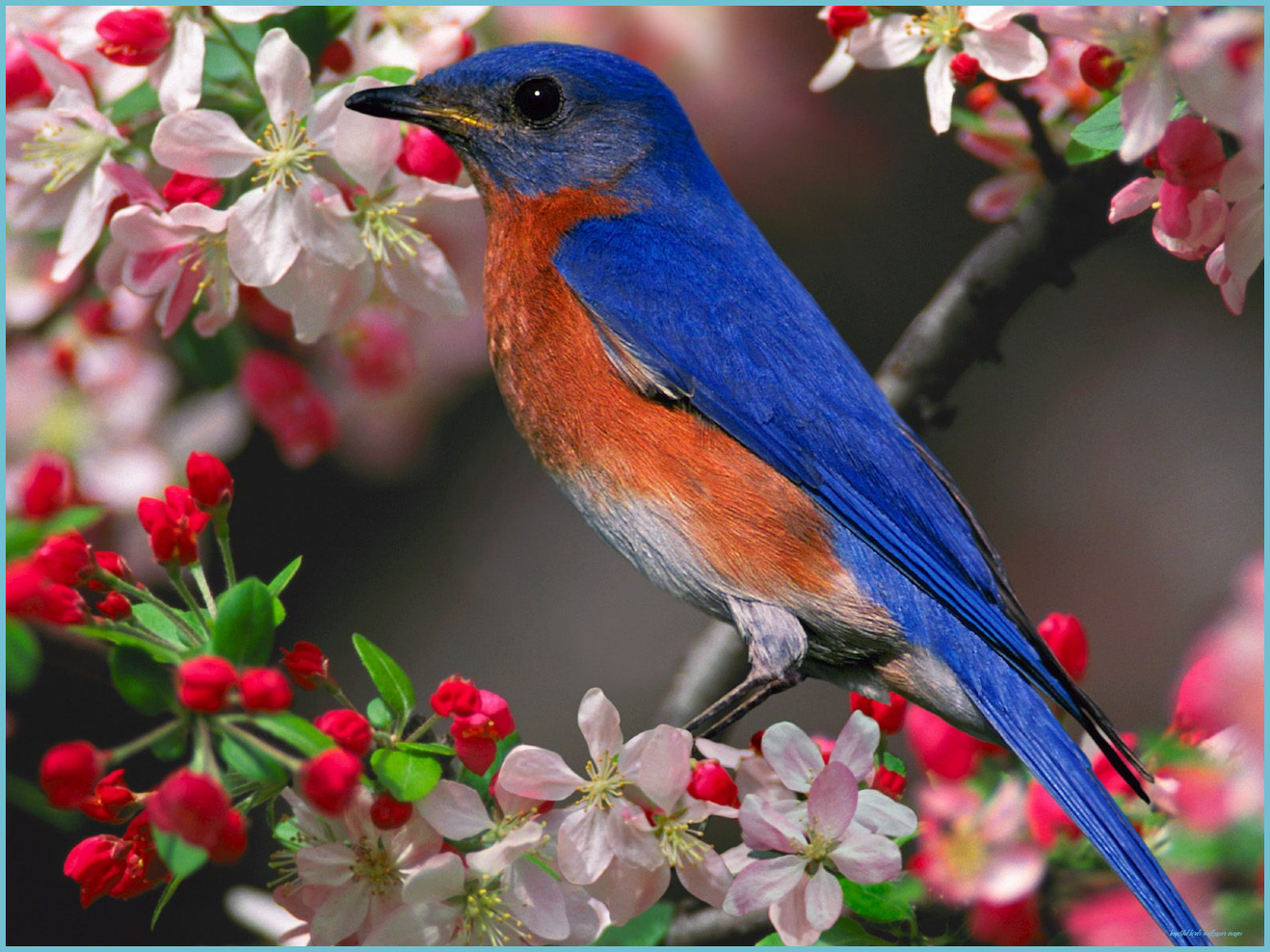 Uccellino azzurro tra fiori, 1552x1164 720p, PC