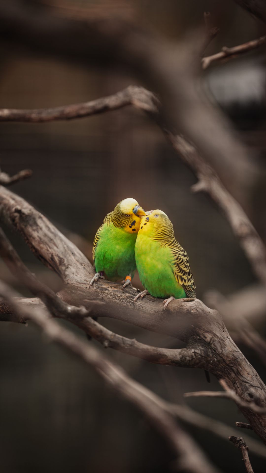 Due pappagallini verdi su ramo, 1080x1920 Full HD Verticale, Smartphone