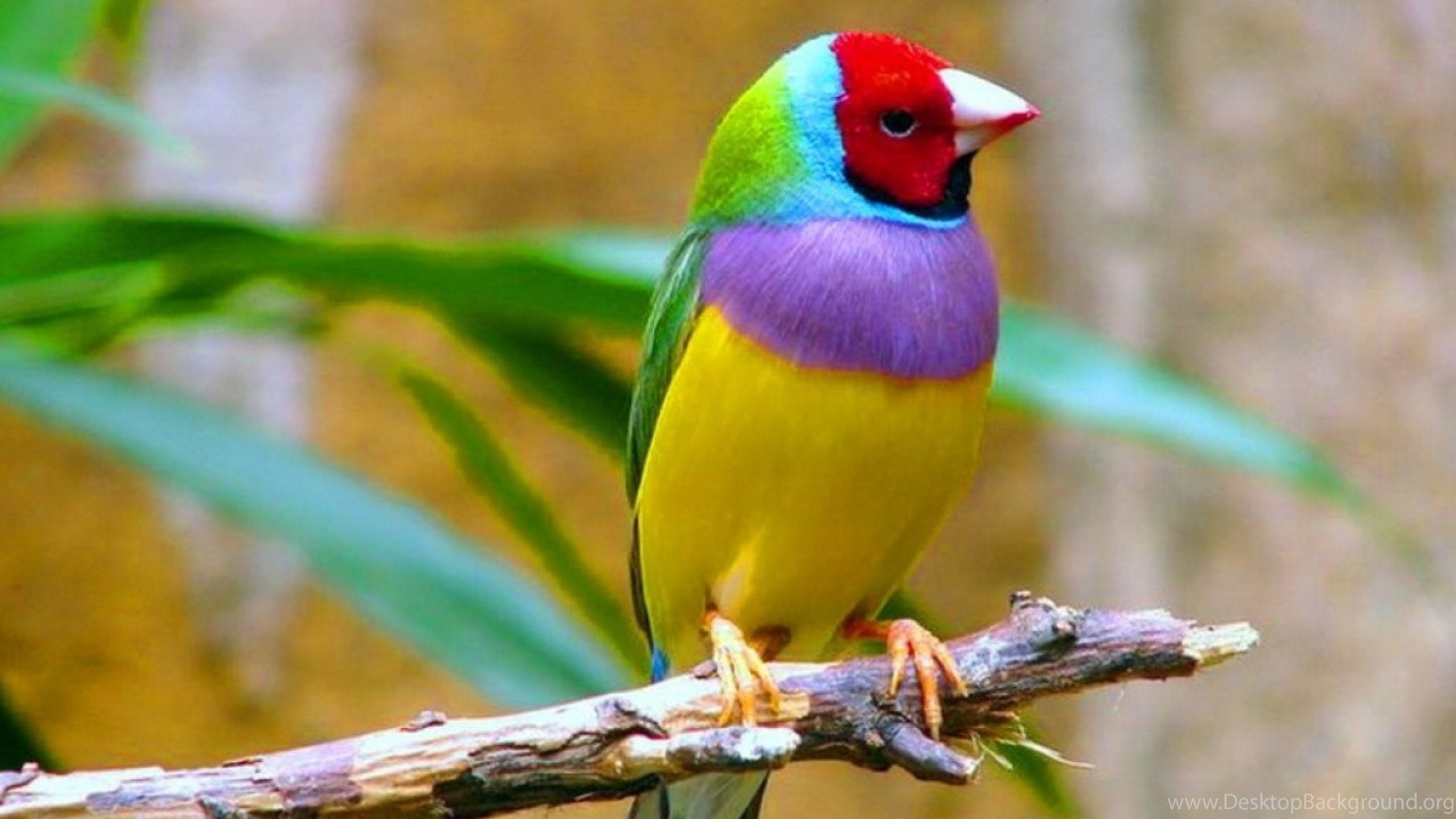 Diamante di Gould colorato, 2560x1440 1440p, Monitor Gaming