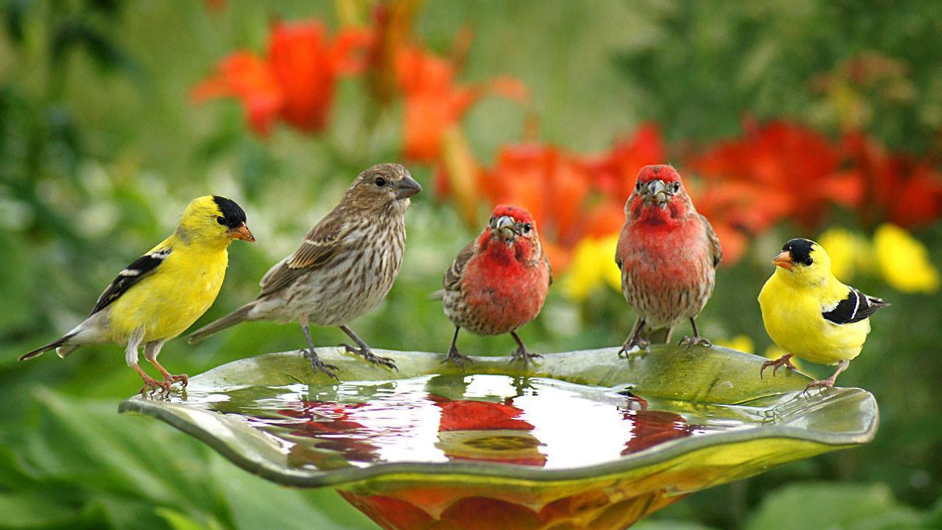 Uccellini colorati alla vasca d'acqua, 1920x1080 1080p, Desktop