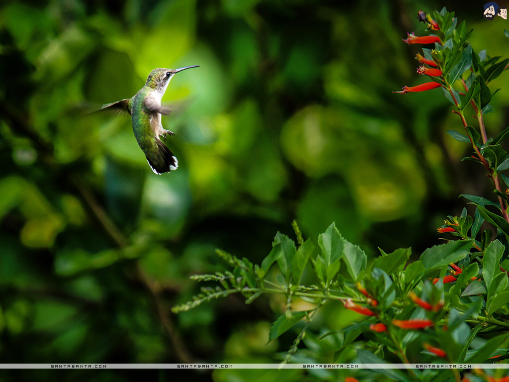 Colibrì in volo fiori rossi, 1024x768 HD, Desktop