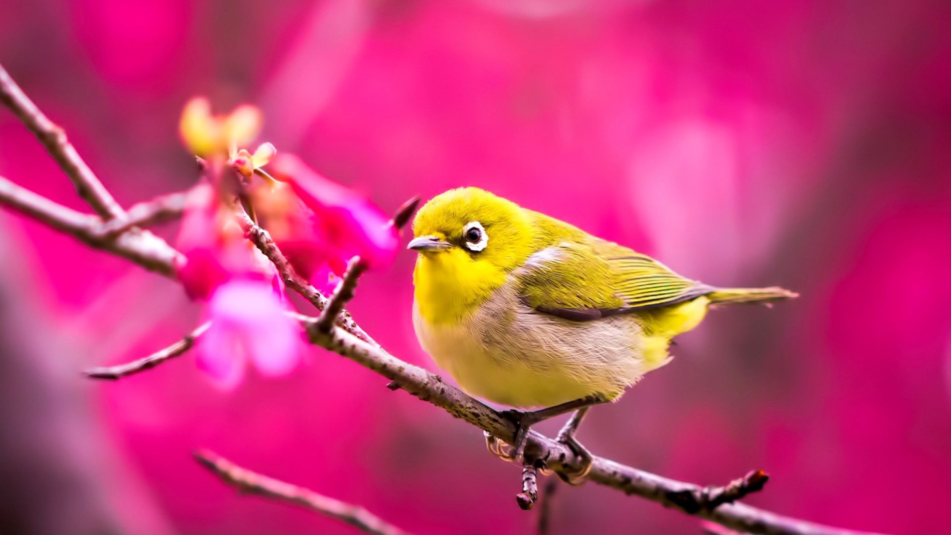 Uccellino giallo su ramo fiorito, 1920x1080 Full HD 1080p, Laptop
