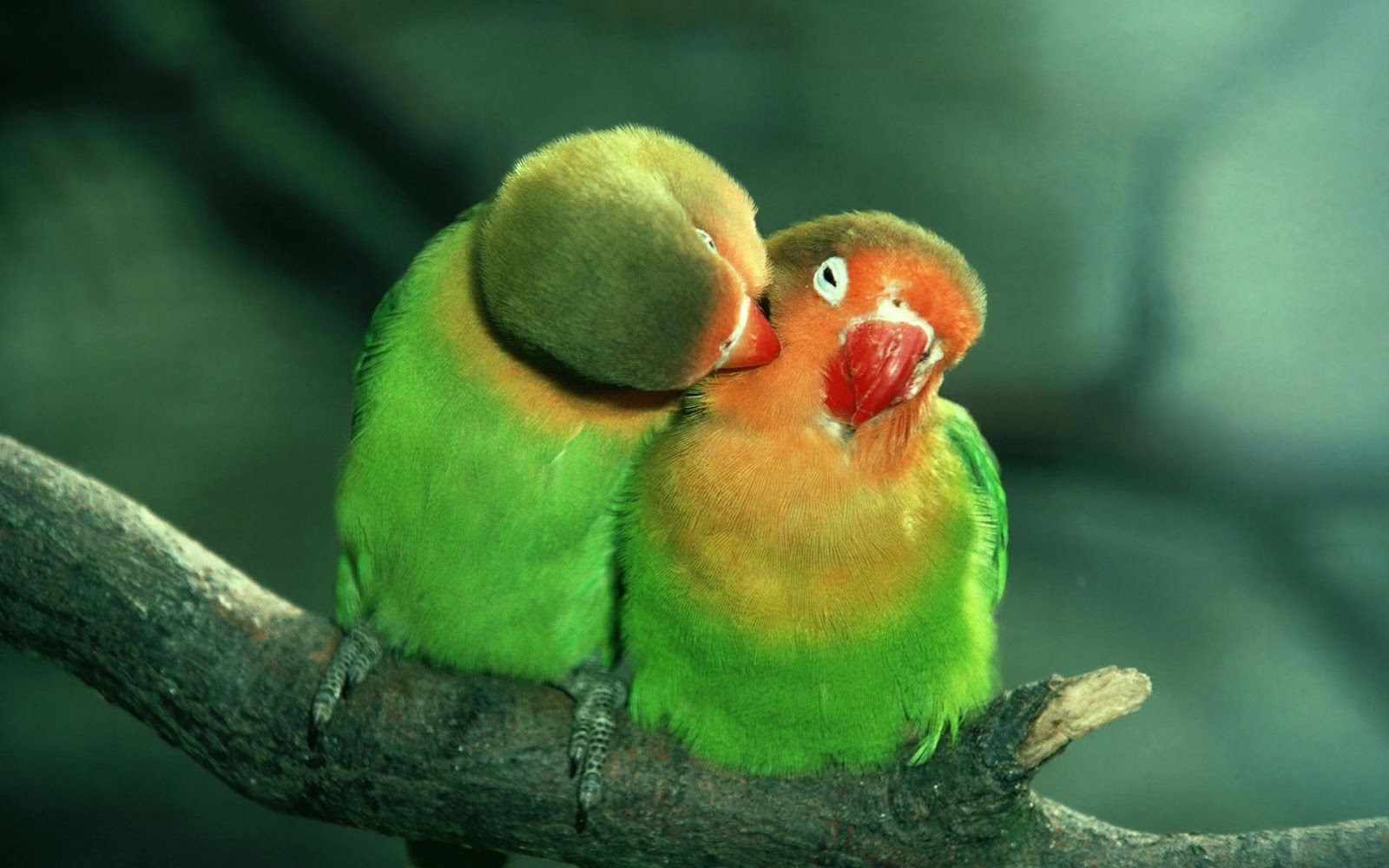 Due pappagalli inseparabili verdi, 1600x1000 HD, Desktop