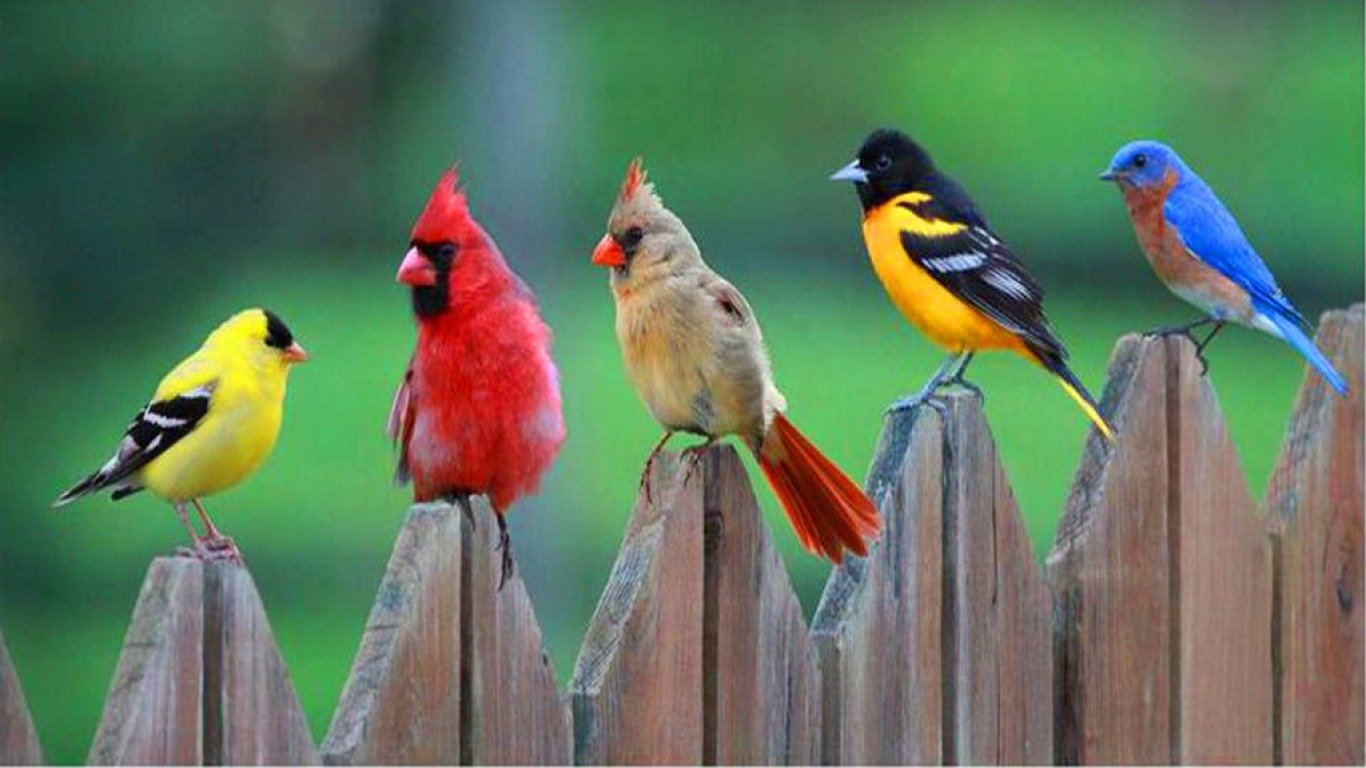 Uccelli colorati su staccionata, 1366x768 HD, Desktop
