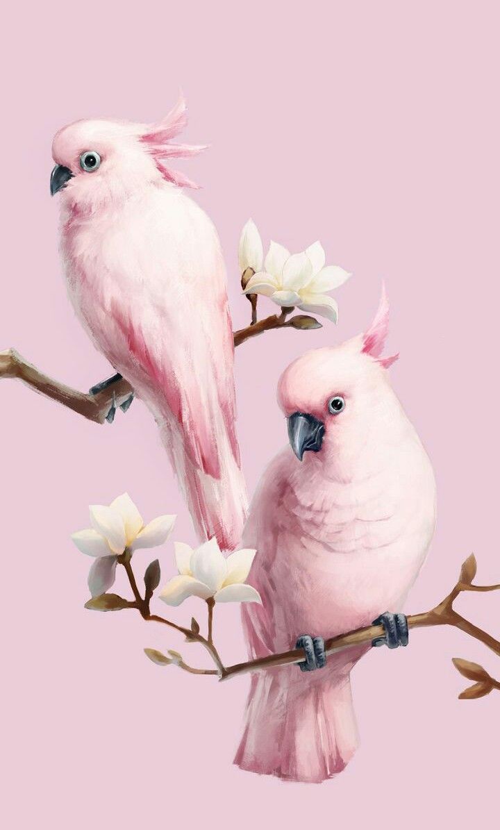 Cacatua rosa su ramo fiorito, 720x1195 Full HD Verticale, iPhone