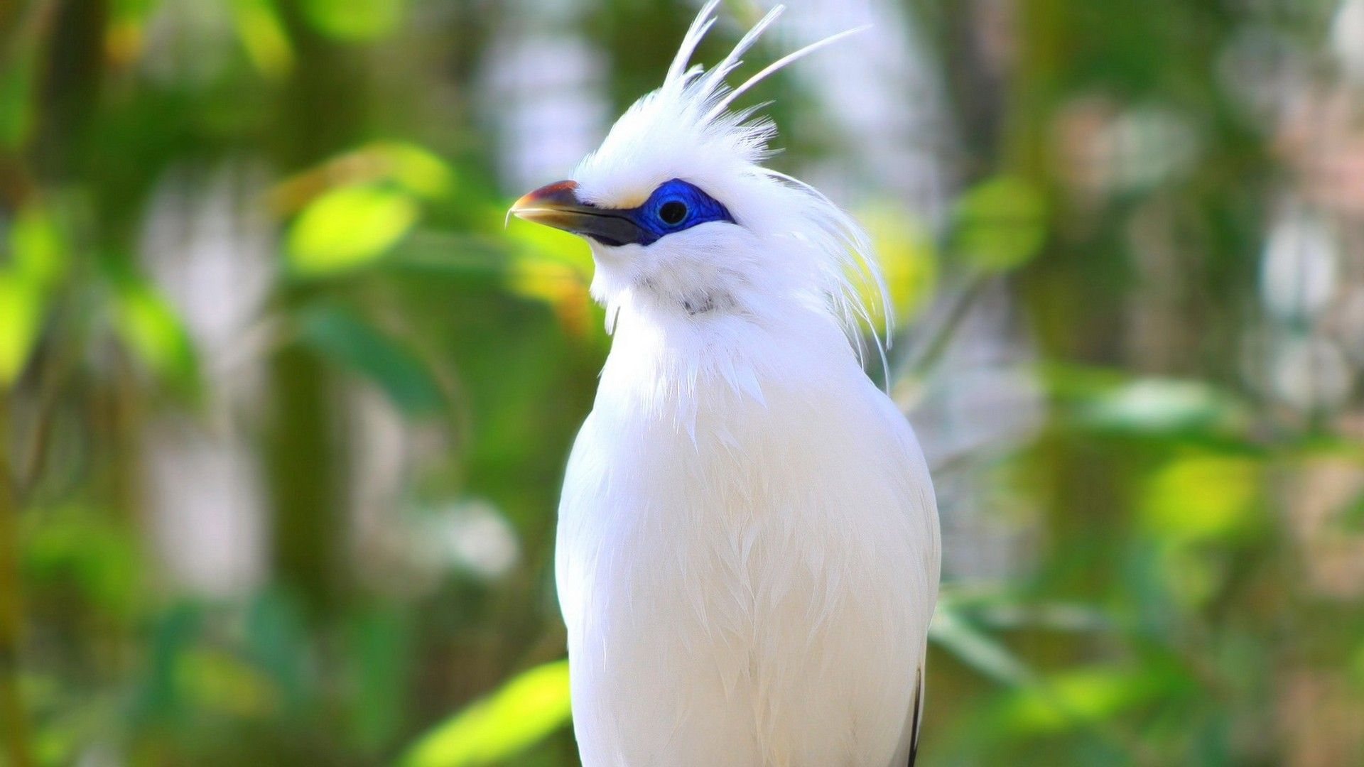 Uccello bianco Bali Starling, 1920x1080 Full HD, Laptop