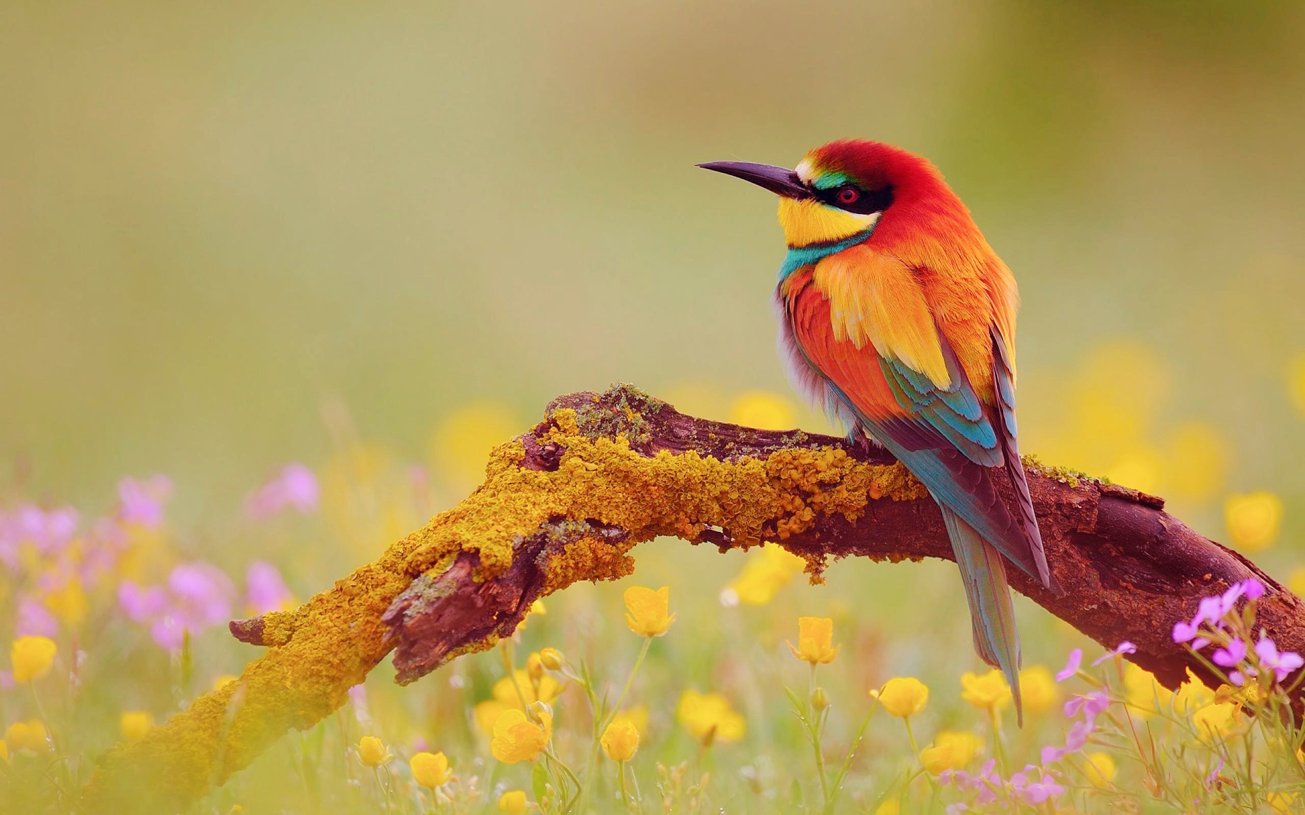 Gruccione colorato su ramo, 2560x1600 2K+, Desktop