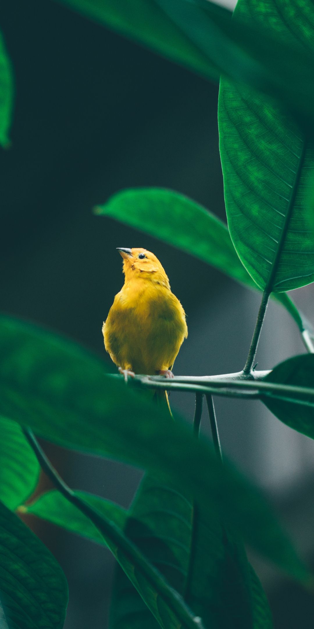 Uccellino giallo su ramo, 1080x2160 Full HD Verticale, Smartphone