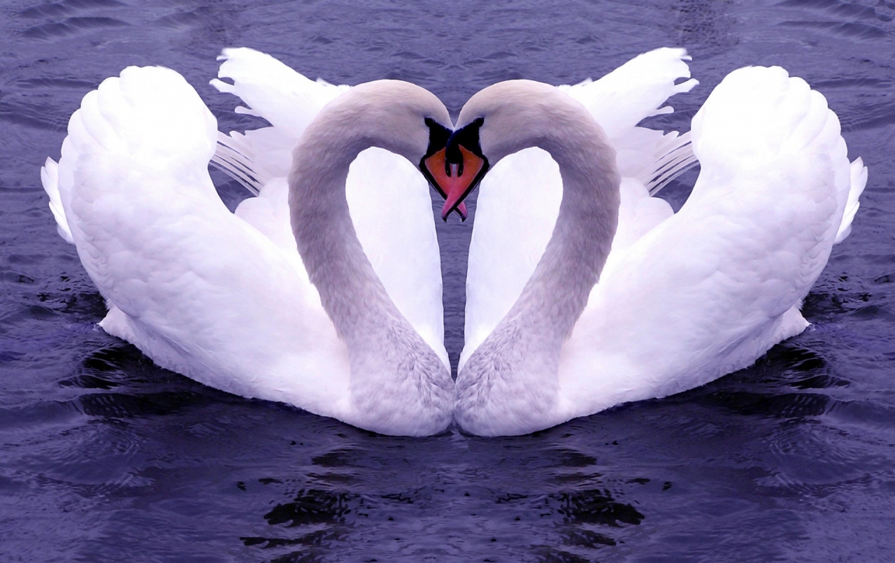 Cigni bianchi a forma cuore, 1280x805 HD, Desktop